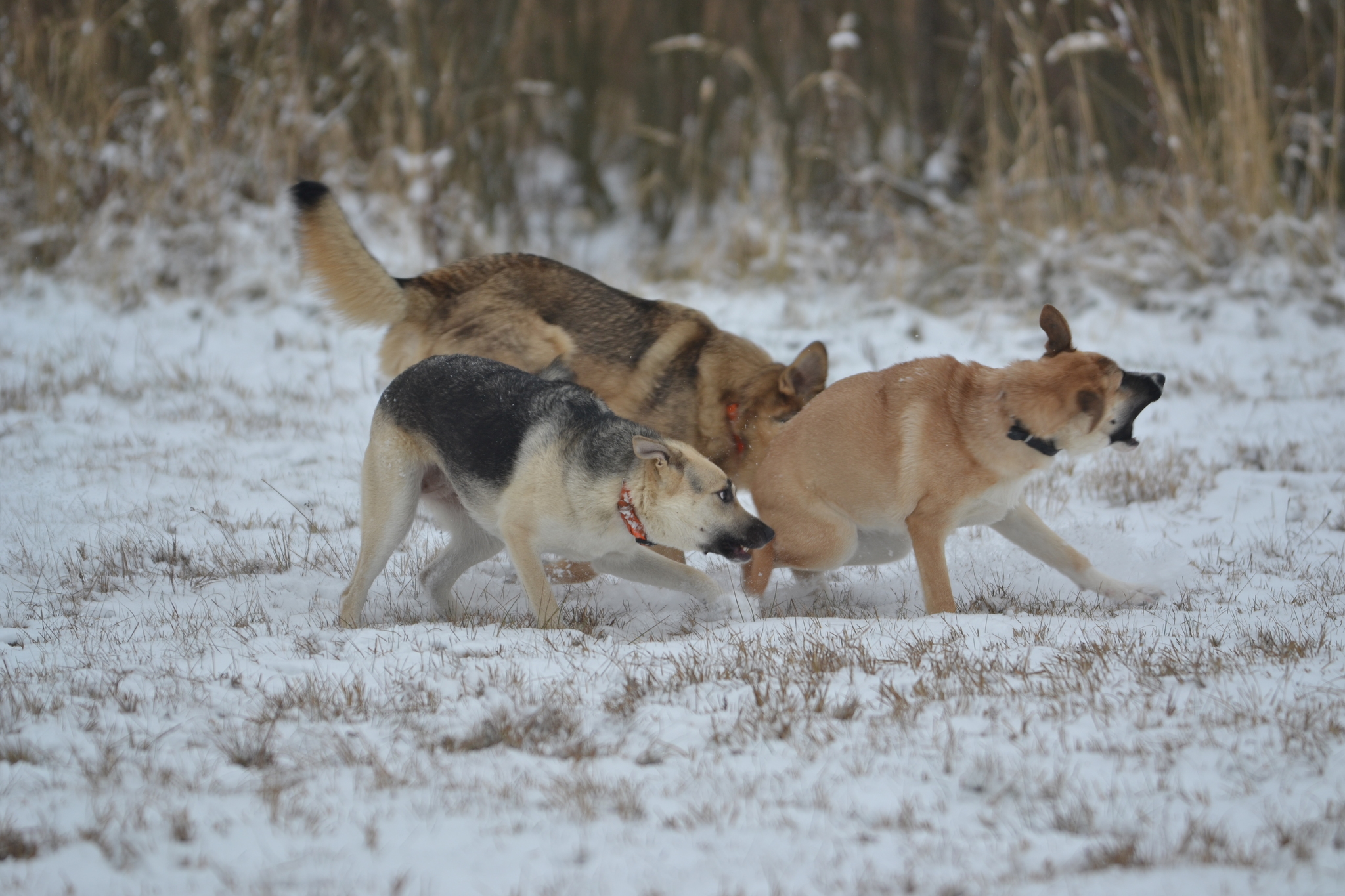 Tasha. Stories about dogs from foster care - My, Dog, Walk, Snow, The photo, Video, Longpost, In good hands, No rating, Moscow region