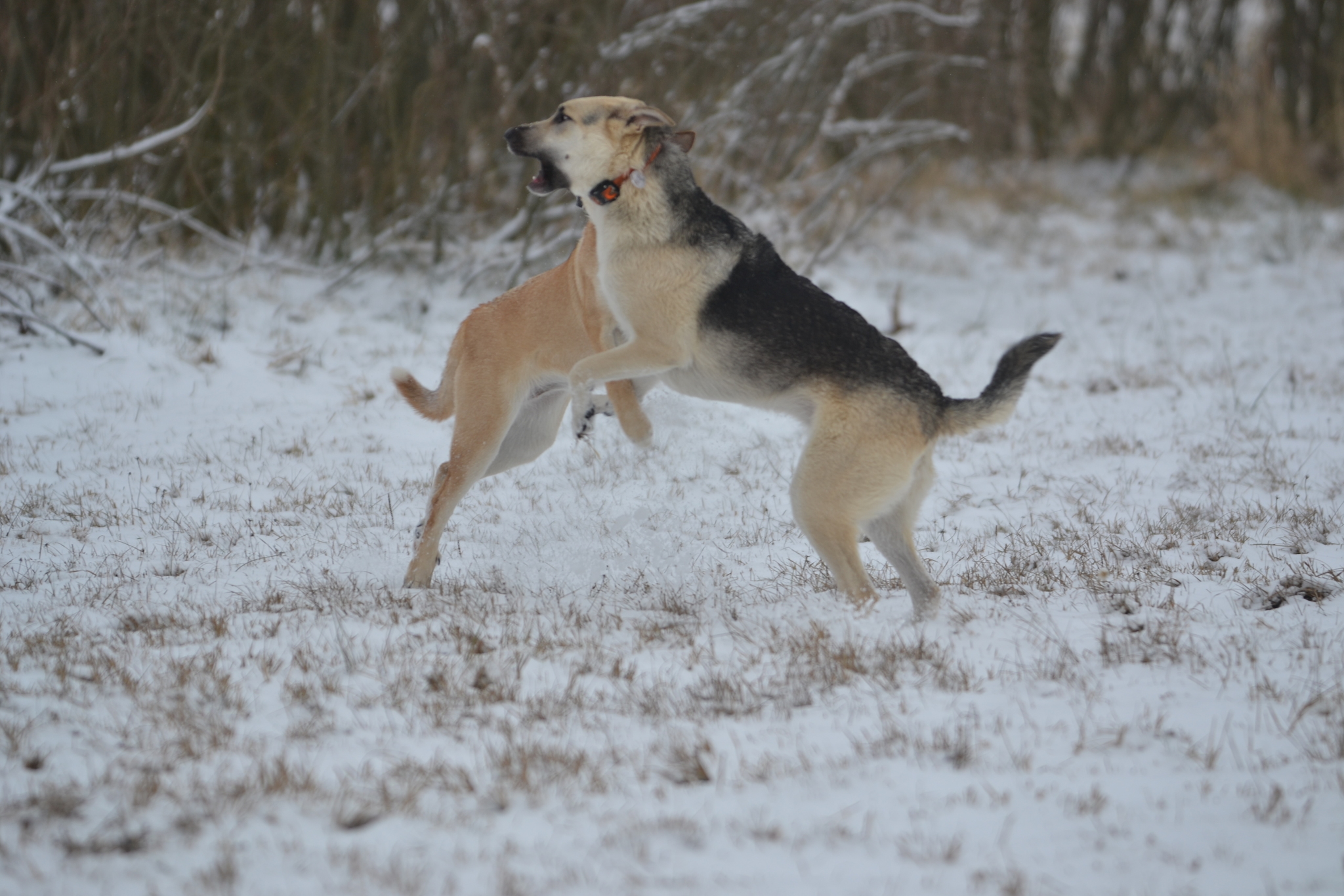 Tasha. Stories about dogs from foster care - My, Dog, Walk, Snow, The photo, Video, Longpost, In good hands, No rating, Moscow region