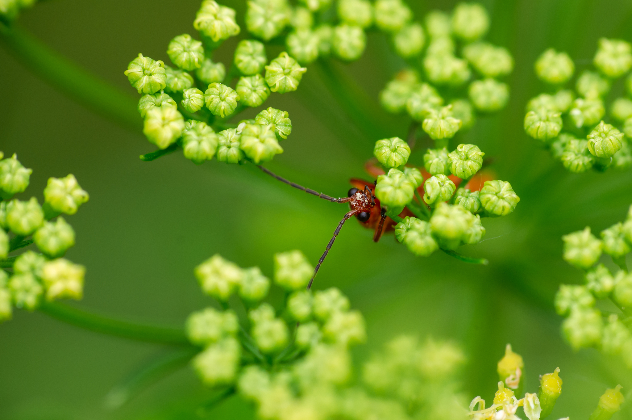 Who are you? - My, The photo, Macro photography, Insects, Жуки