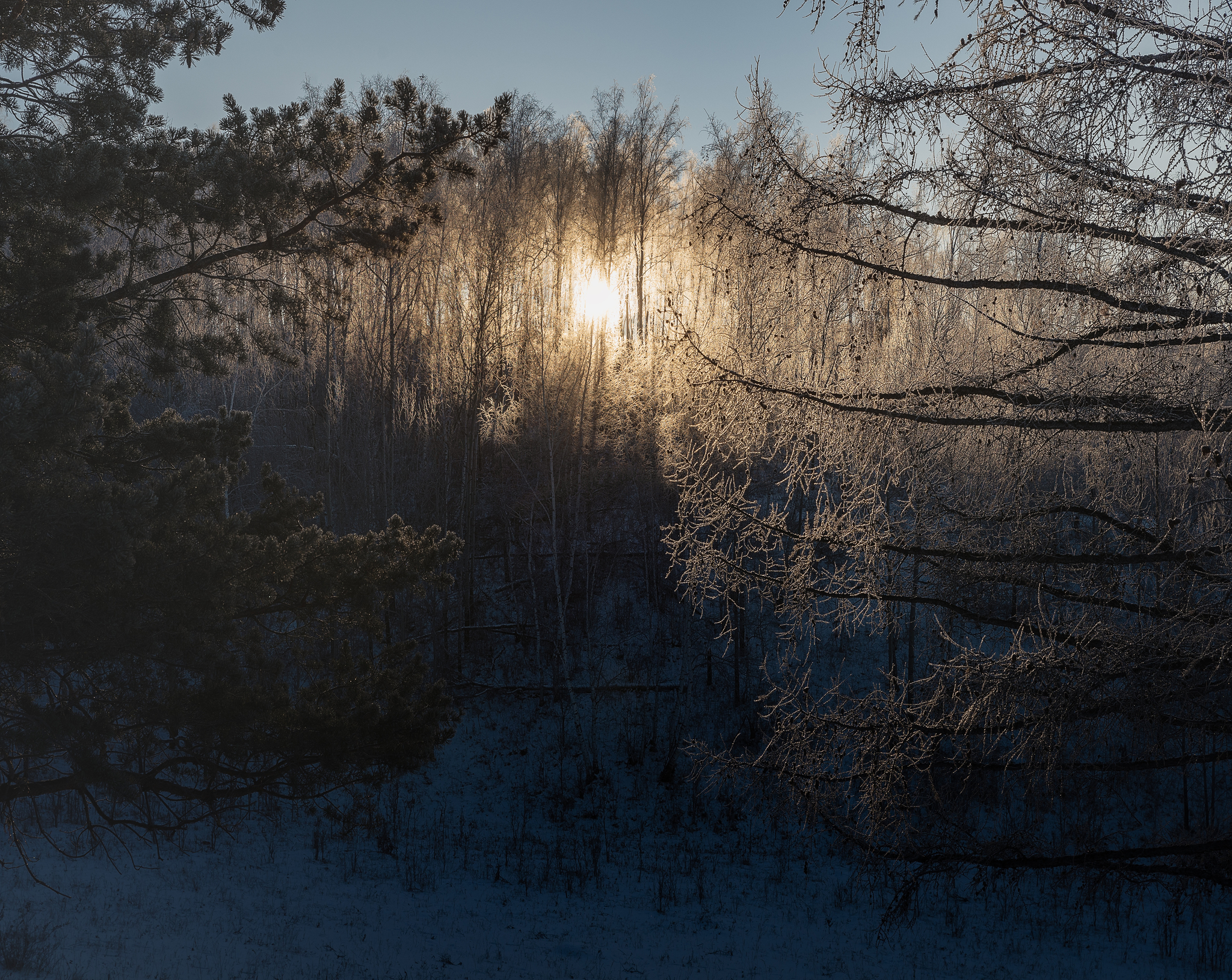 Dawn in the forest - My, dawn, Winter, Forest, Longpost, The photo