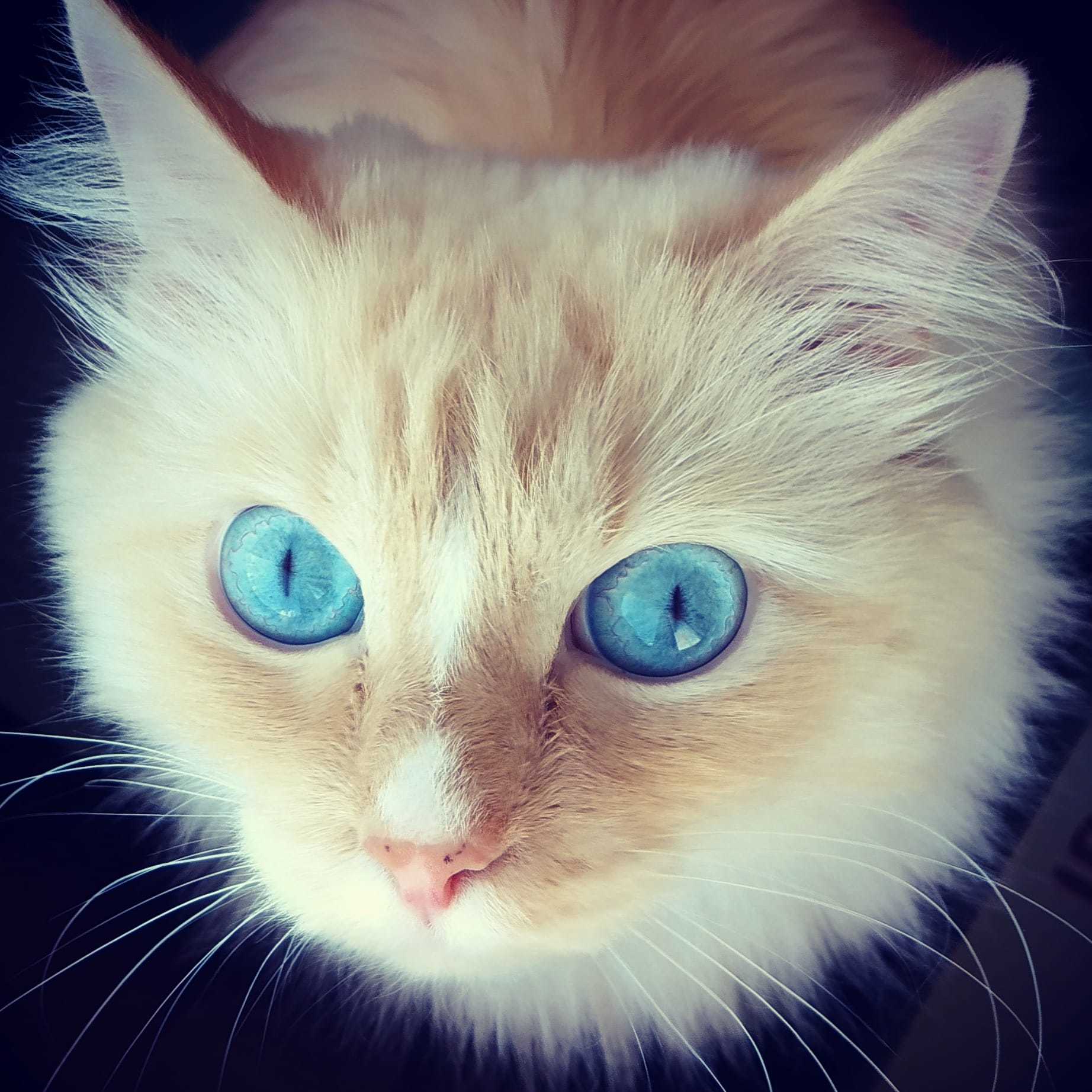 Cosmocat - My, cat, Space, Art, Photoshop, My Small, Blue eyes, Longpost, Friday tag is mine