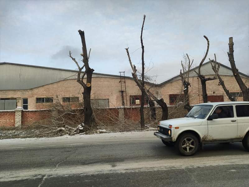 Tree pruning in the city of Semey (Semipalatinsk) Do you do this? - Pruning, Pruning trees, Lawlessness, Housing and communal services, Sawing, Tree felling, Longpost, Kazakhstan