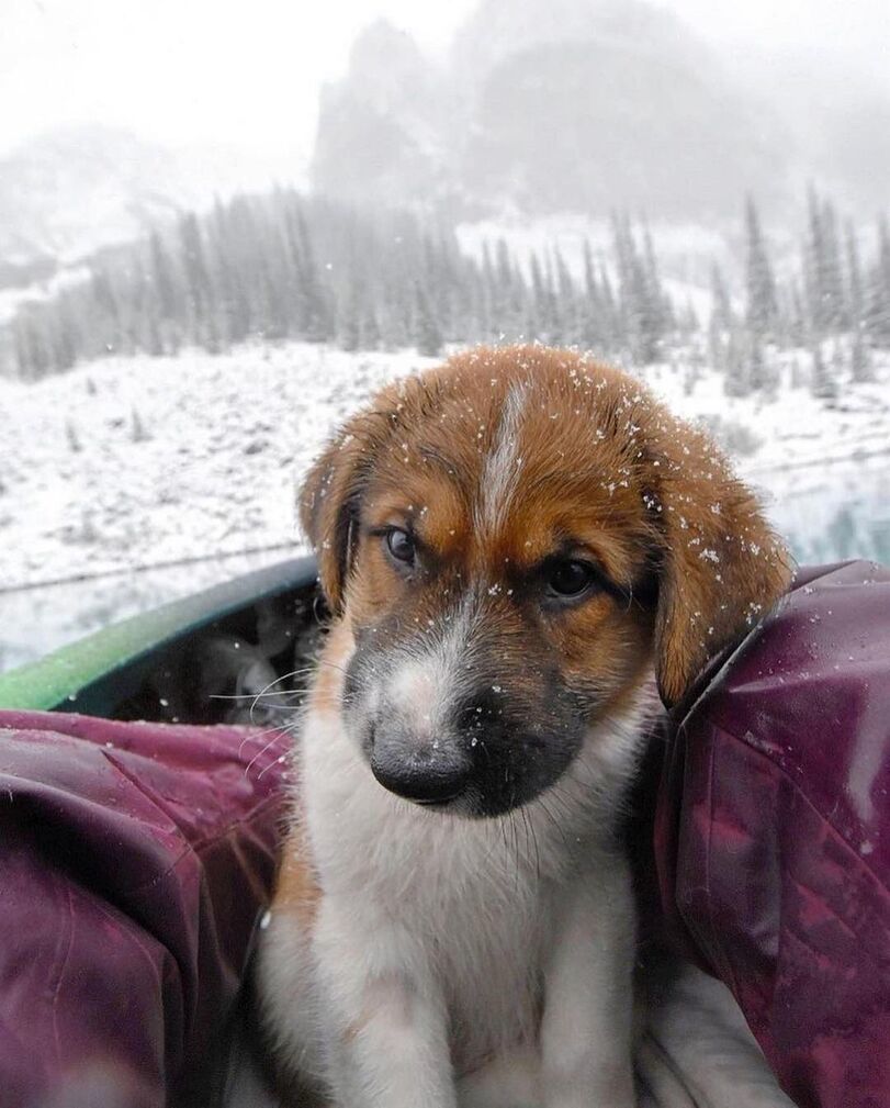 Little traveler - Dog, Puppies, Nature, Milota, Longpost