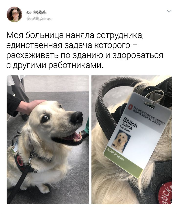 Нас этим не удивить - Балабол, Безделье, Собака, Скриншот, Twitter