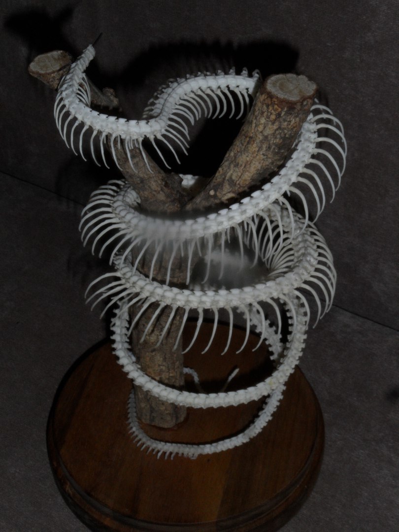 Skeleton of a snake under the dome - My, Animals, Snake, Osteology, Taxidermy, Hobby, Needlework with process, Skid, Longpost, Skeleton