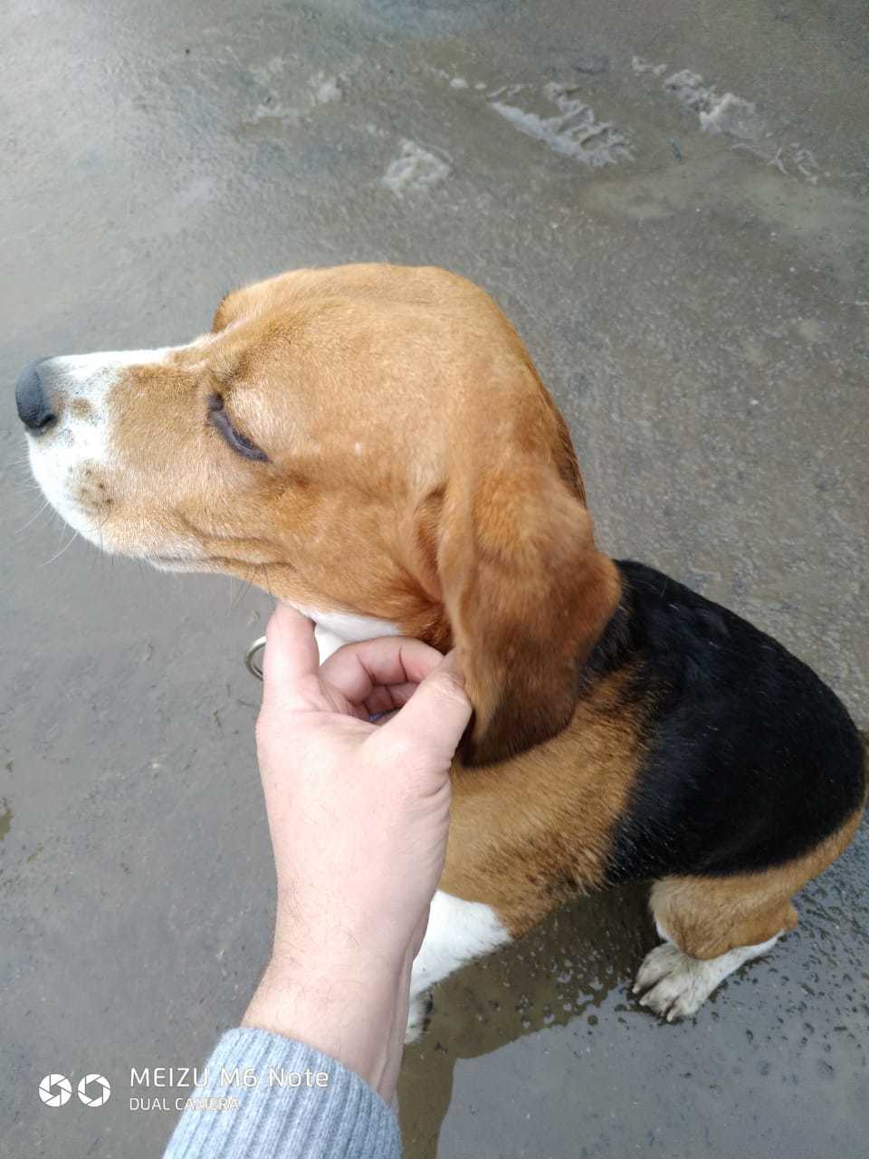 Beagle found, south of Moscow - Found a dog, Beagle, Moscow, No rating, Longpost, Dog