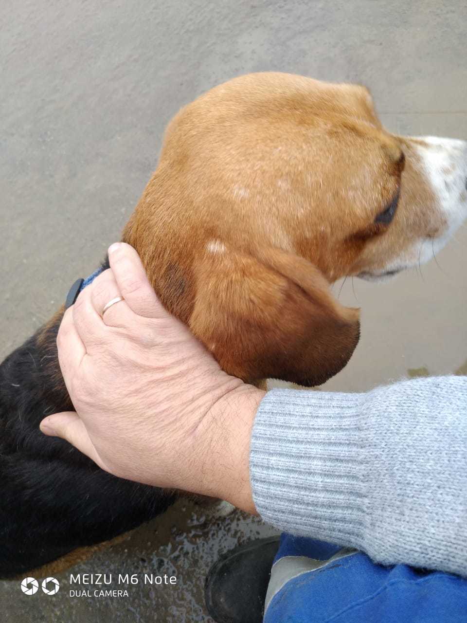 Beagle found, south of Moscow - Found a dog, Beagle, Moscow, No rating, Longpost, Dog