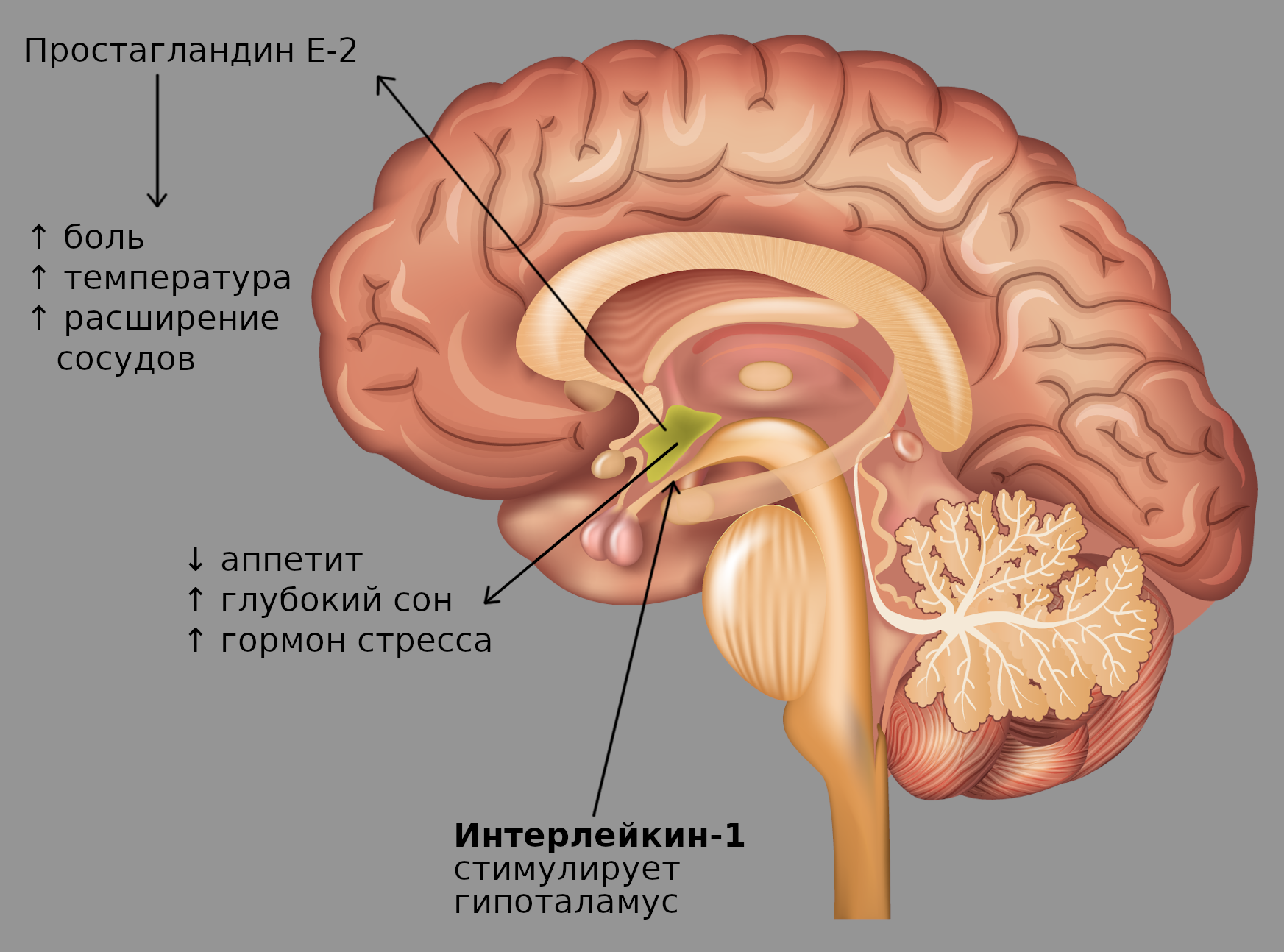 Our internal troops: what are you, interleukin? - My, Immunology, Immunity, The medicine, Longpost