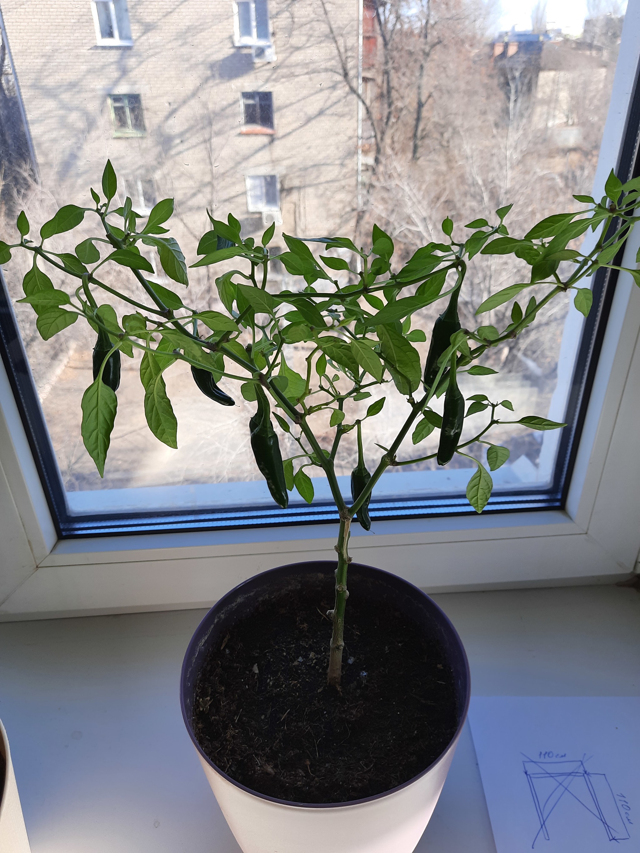 Help me identify the variety of peppers - My, Gardening, Hot peppers, Longpost