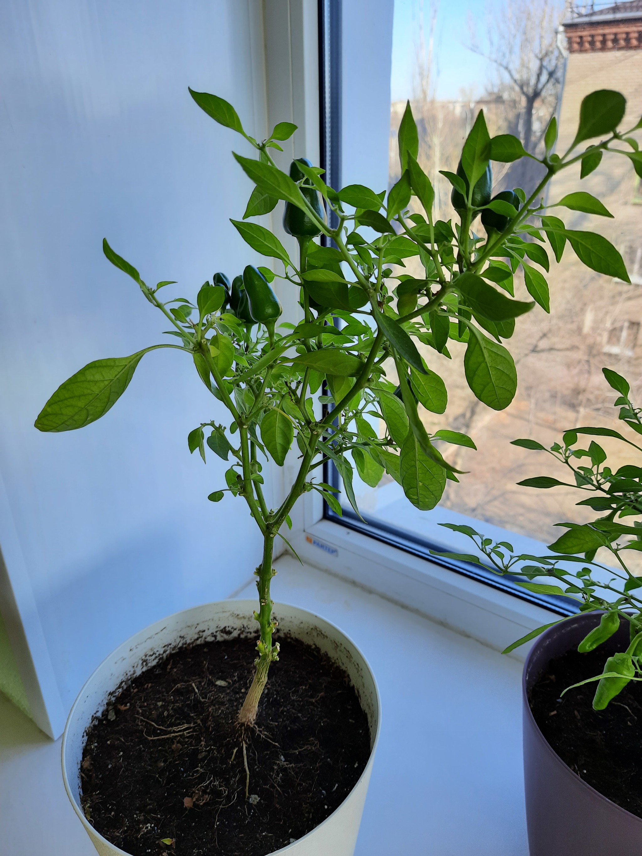 Help me identify the variety of peppers - My, Gardening, Hot peppers, Longpost