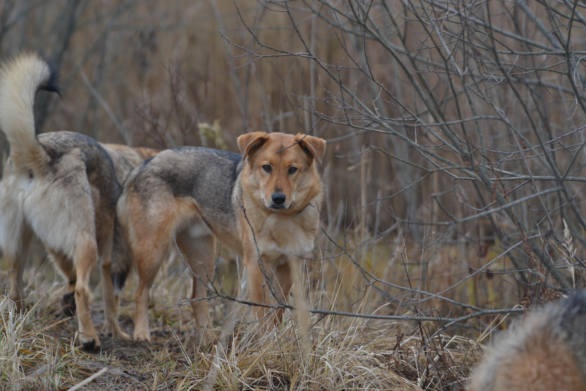 We took a walk. Stories about dogs from foster care - My, Dog, Walk, The photo, Longpost