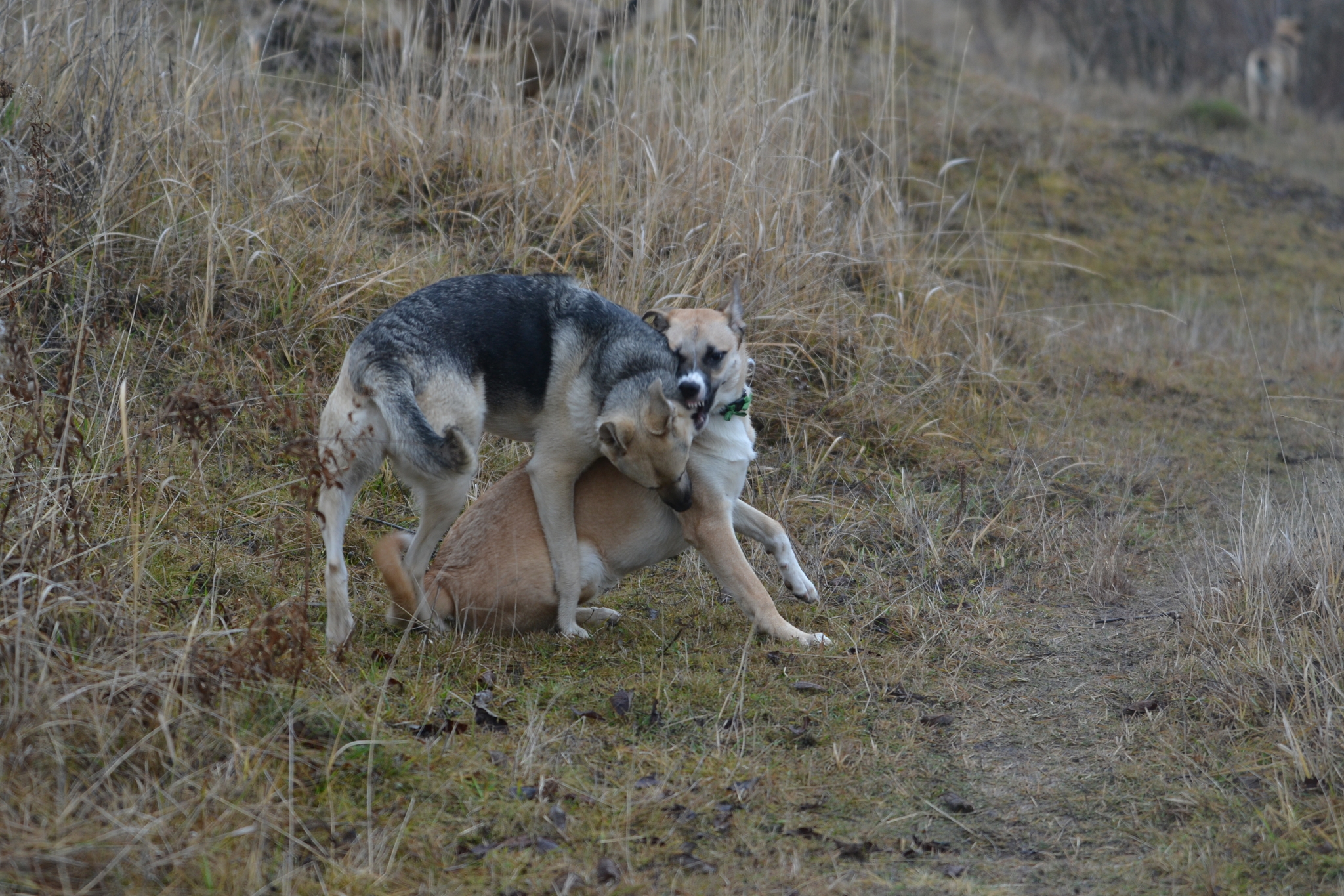 We took a walk. Stories about dogs from foster care - My, Dog, Walk, The photo, Longpost