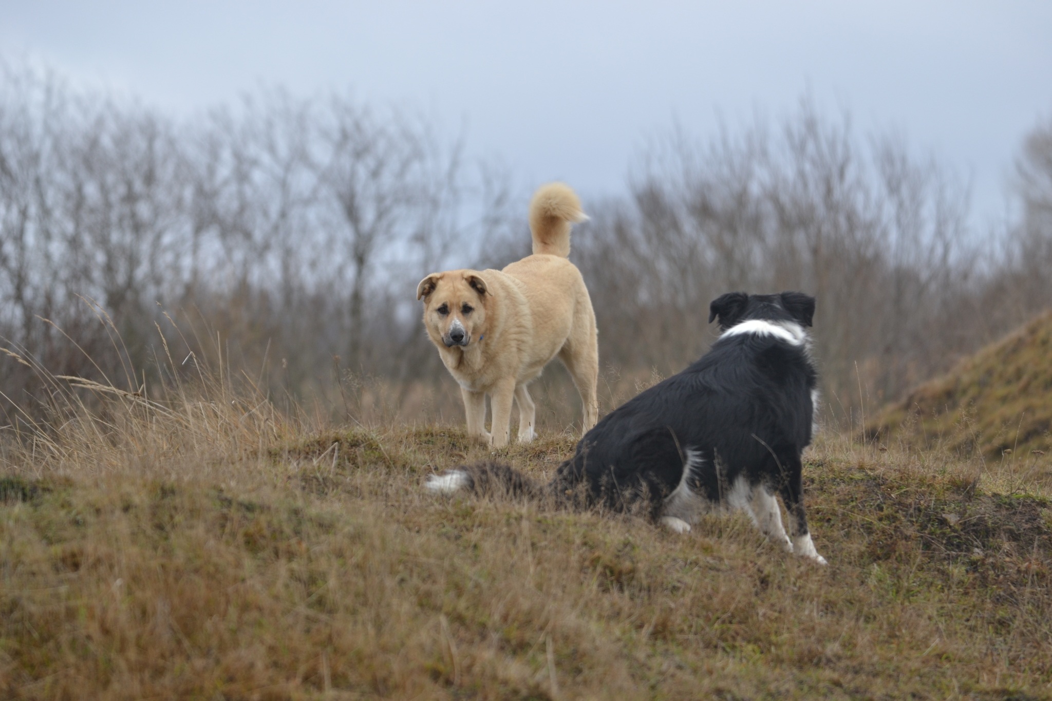 We took a walk. Stories about dogs from foster care - My, Dog, Walk, The photo, Longpost