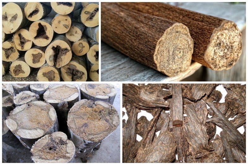 The most expensive wood in the world! - Animals, Plants, The photo, Text, Tree, Facts, Nature, Peace, Longpost