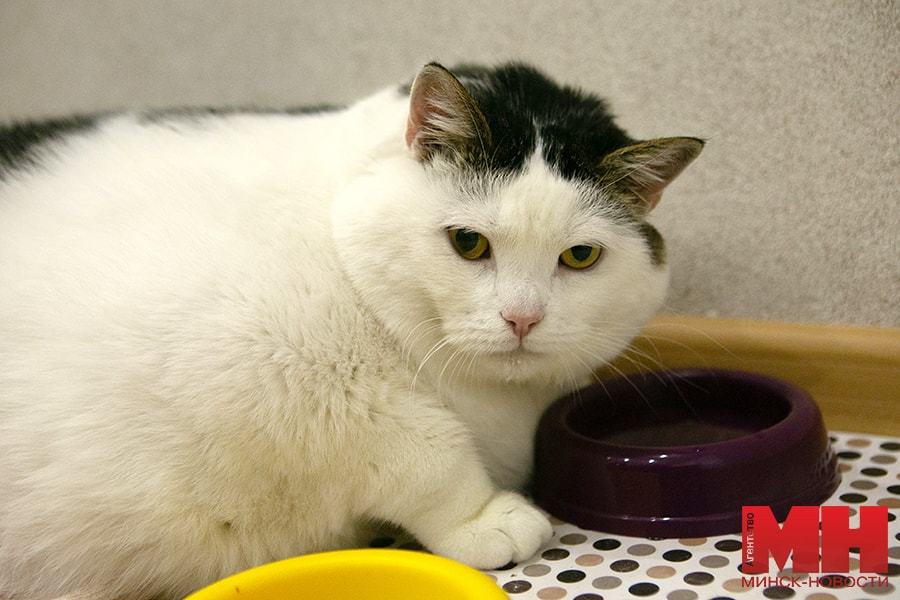 The country's fattest cat was found in Belarus: his name is Feather and he weighs 19.6 kg. Now he is on a diet with new owners - The photo, Animals, cat, Republic of Belarus, Fullness, Excess weight, Longpost