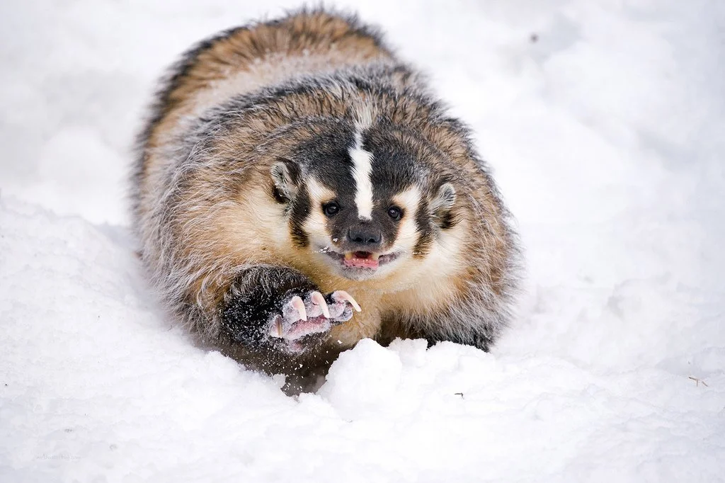 American Badger: 99% hate. Angry and antisocial species of badgers - Badger, wildlife, Animals, Yandex Zen, Wild animals, Longpost