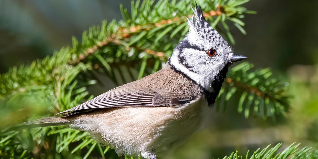 Even titmice have their own holiday - Tit, Moscow, Red Book, Birds, Winter, Nature, Longpost