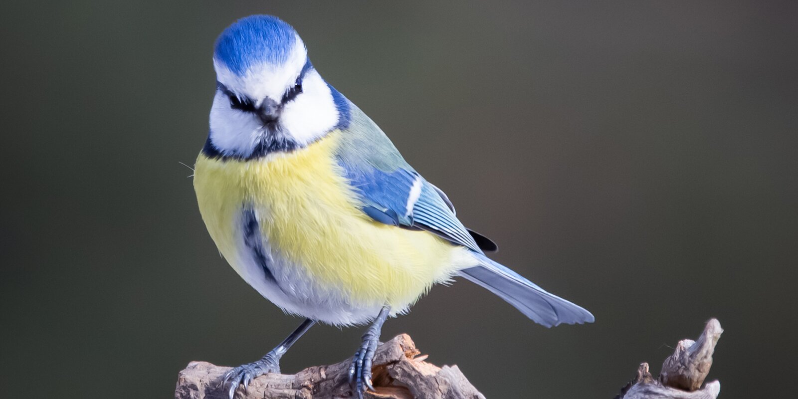 Even titmice have their own holiday - Tit, Moscow, Red Book, Birds, Winter, Nature, Longpost