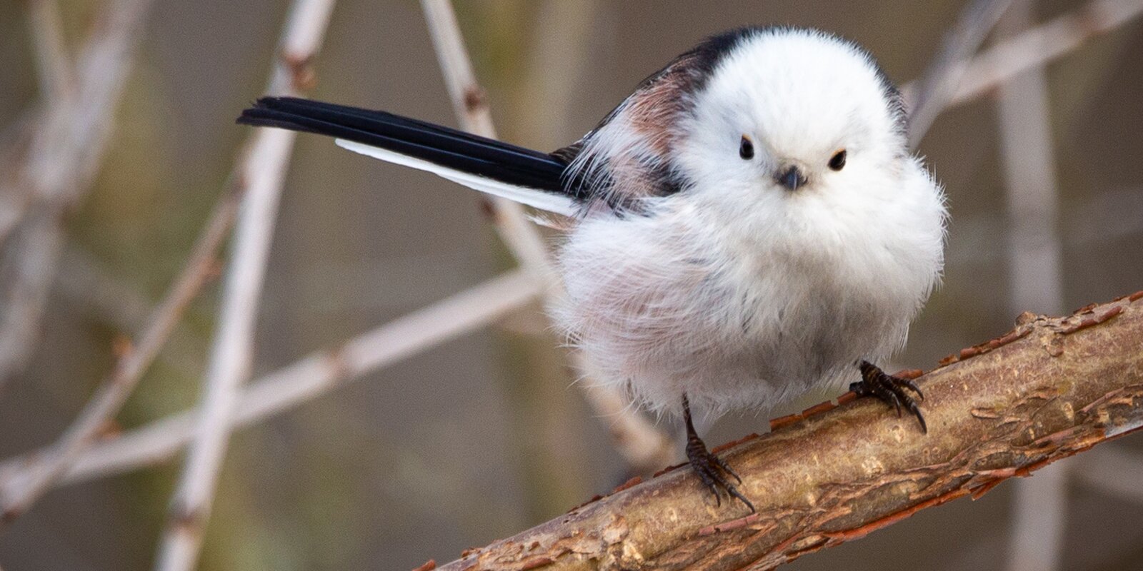 Even titmice have their own holiday - Tit, Moscow, Red Book, Birds, Winter, Nature, Longpost