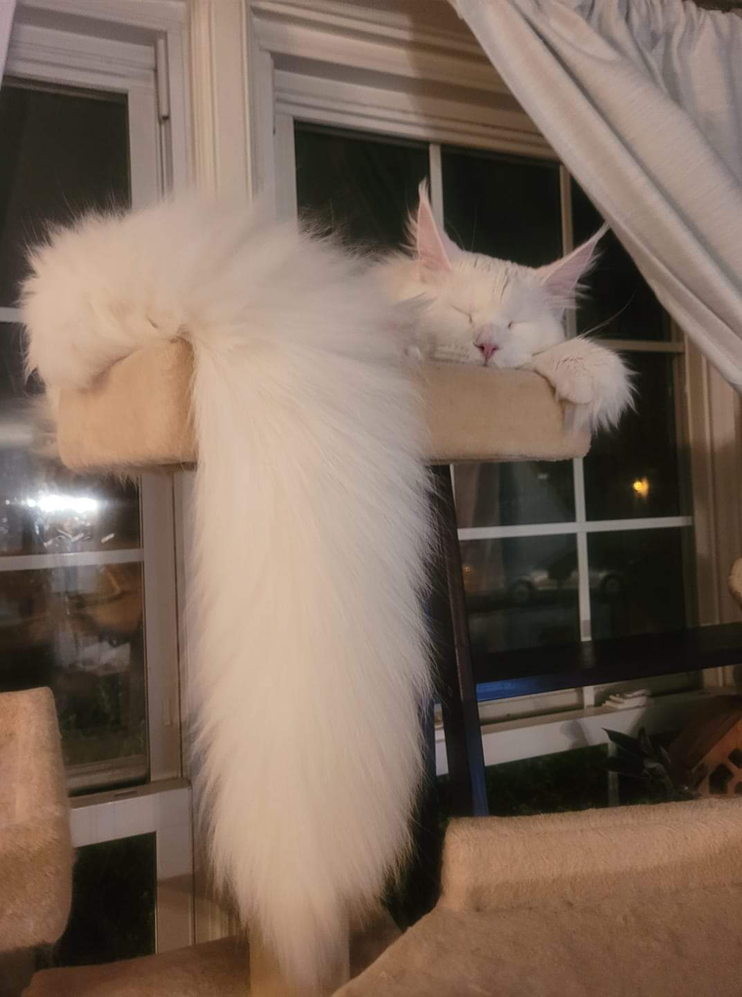 Котозмей
