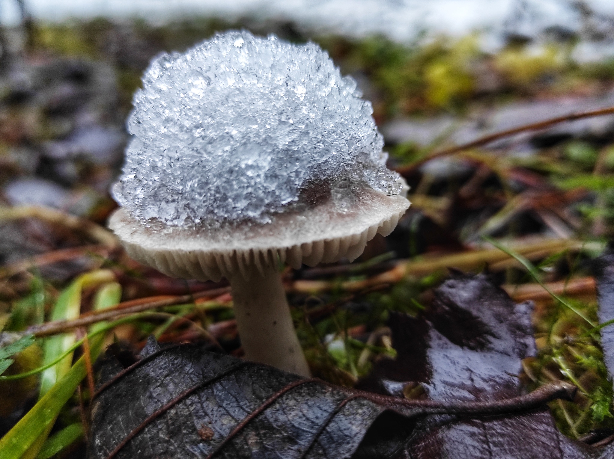 грибы в снегу. ледяной гриб тремелла. снежный гриб.