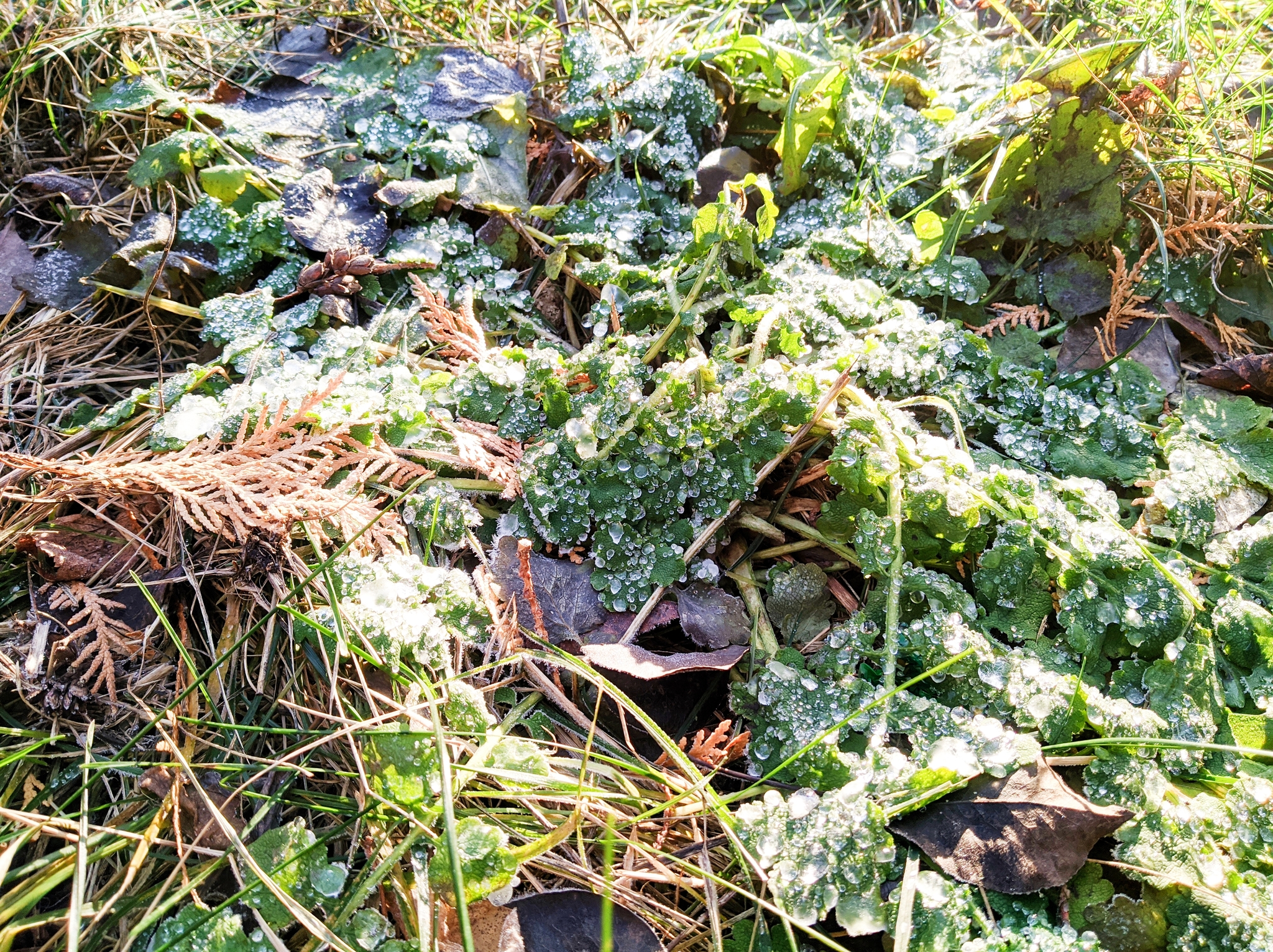 The world under your feet after freezing - My, Moss, Frost, Winter, First days, The photo, Photographer, Nature, Plants, Thuja, Longpost