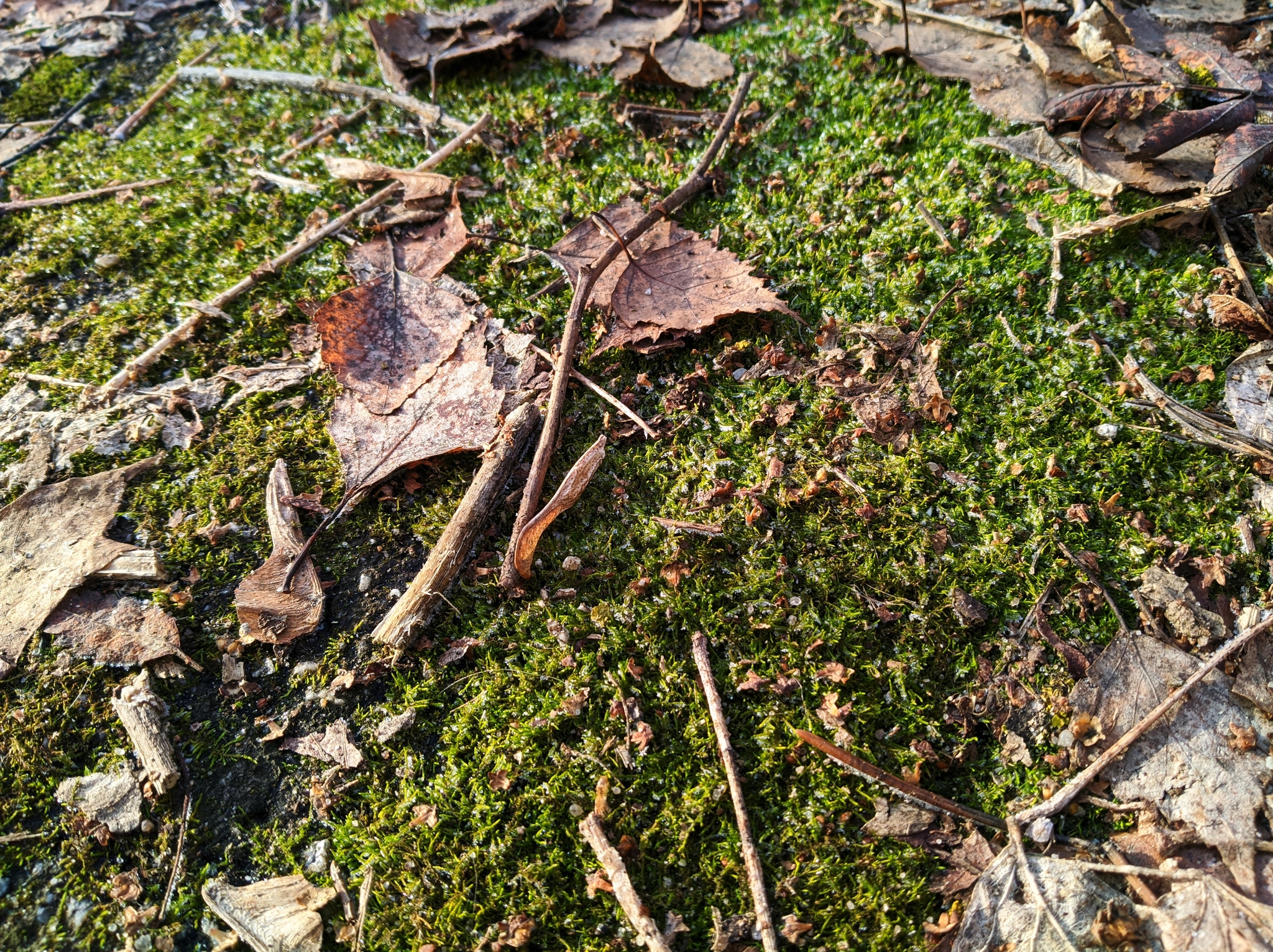 The world under your feet after freezing - My, Moss, Frost, Winter, First days, The photo, Photographer, Nature, Plants, Thuja, Longpost