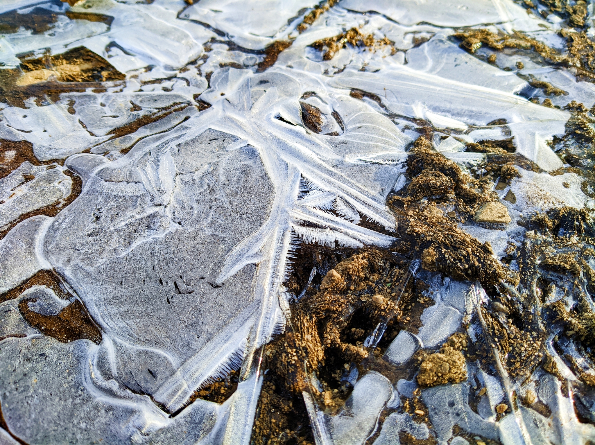 The world under your feet after freezing - My, Moss, Frost, Winter, First days, The photo, Photographer, Nature, Plants, Thuja, Longpost