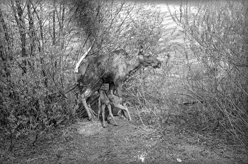 История СССР в фотографиях № 199 - История, Фотография, Подборка, Ретро, СССР, Длиннопост, Черно-белое фото