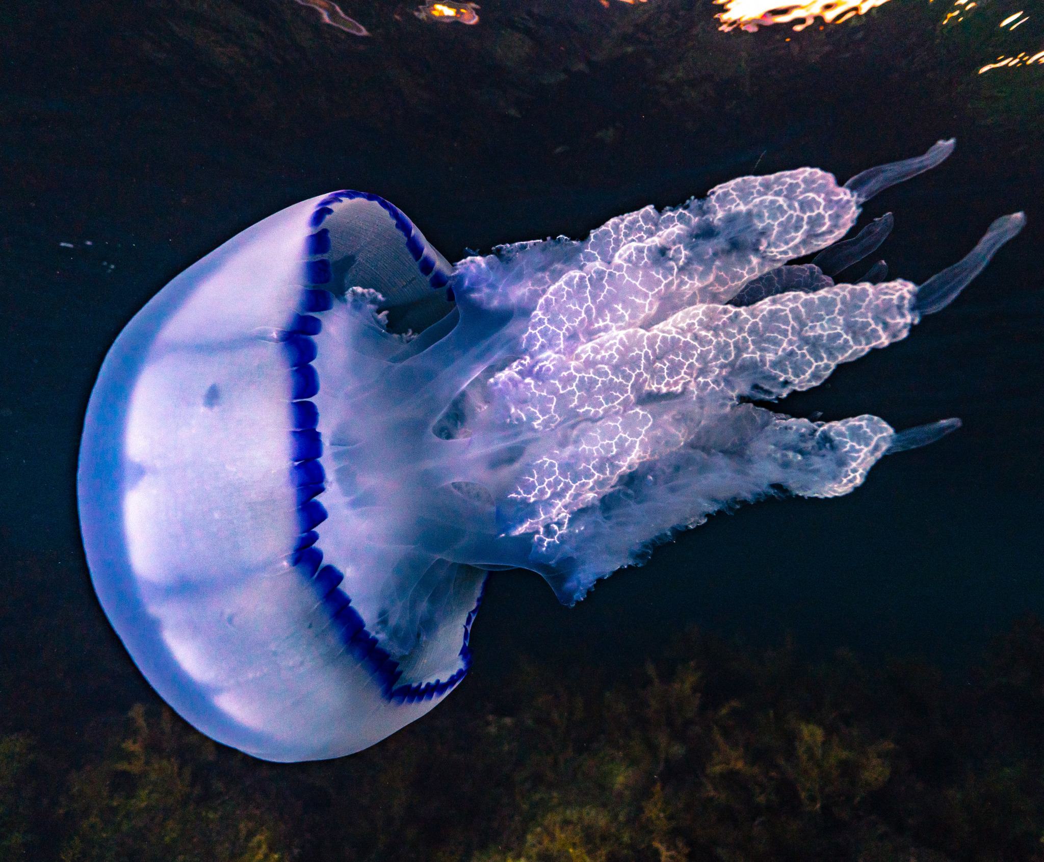 Ночные синие медузы - Моё, Анапа, Черное море, Подводный мир, Фотография, Длиннопост, Медузы