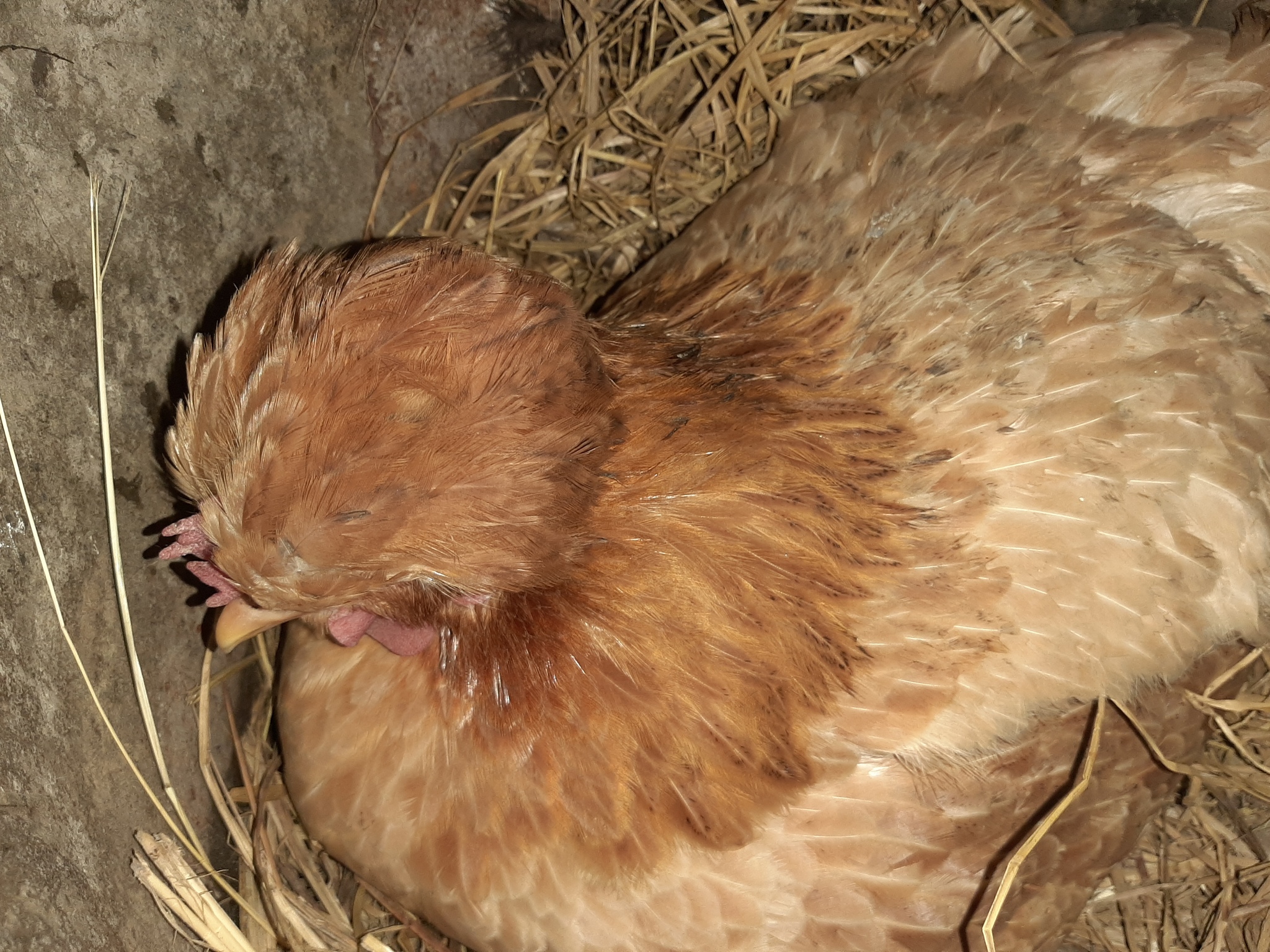 What kind of animal is a quonka? - My, Hen, Eggs, Text, Explanation, Video, Longpost