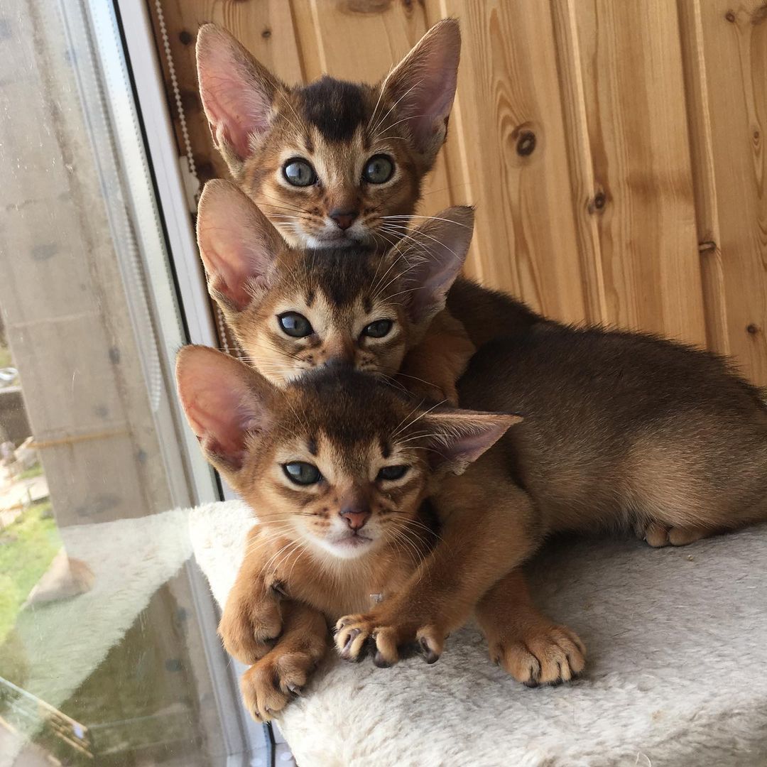 Pyramid of needs - cat, Abyssinian cat, Pyramid