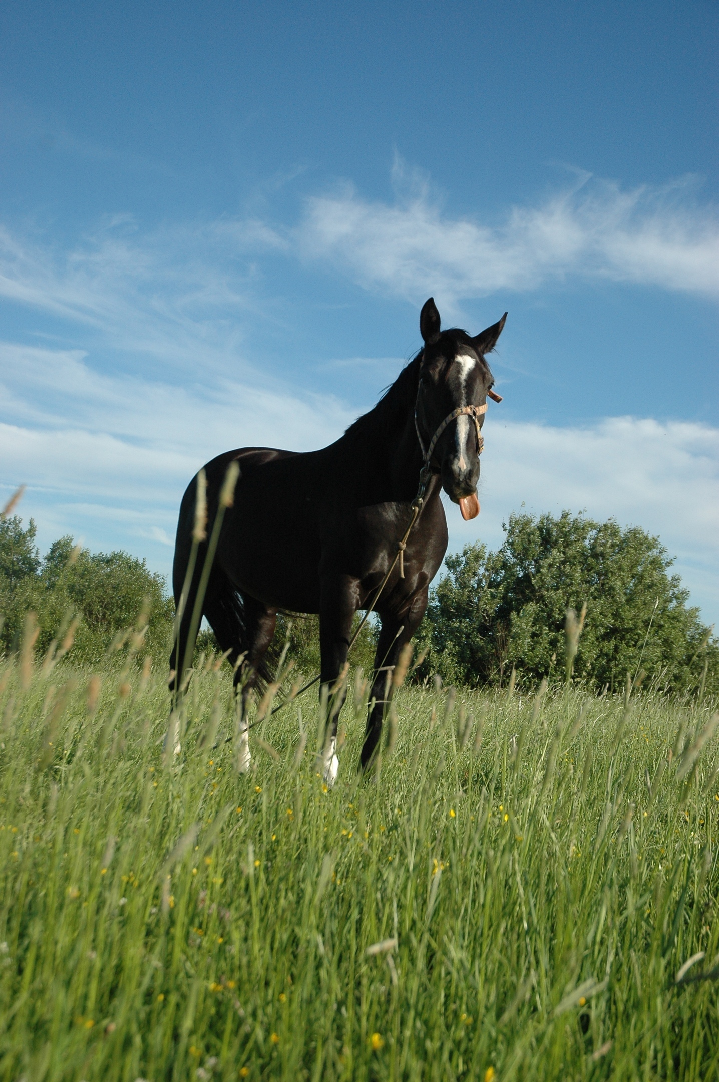 How I stopped wanting to be a farmer - My, Weekend, Animals, Horses, Longpost, Сельское хозяйство