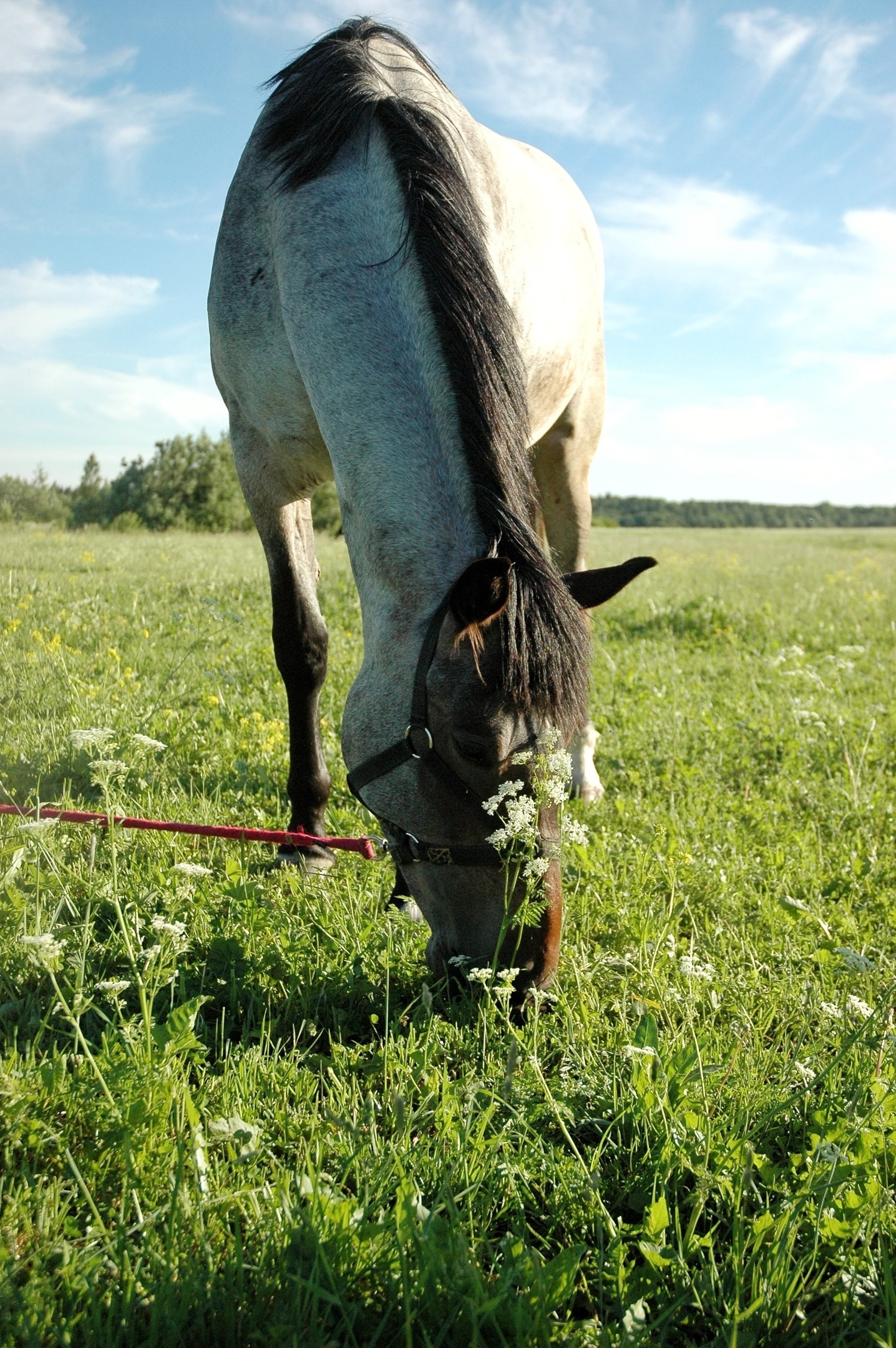 How I stopped wanting to be a farmer - My, Weekend, Animals, Horses, Longpost, Сельское хозяйство