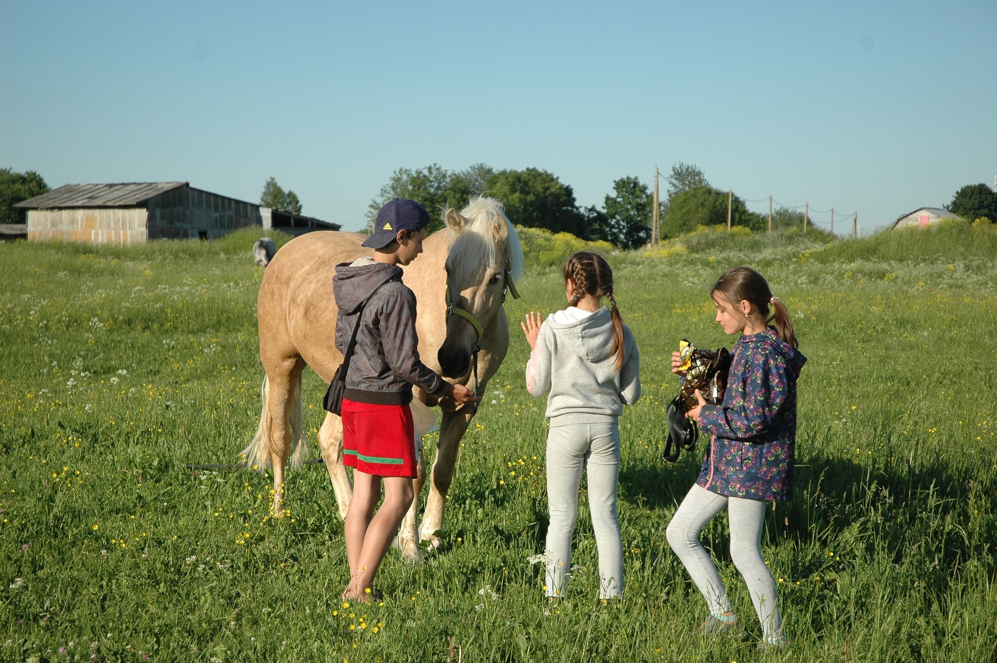 How I stopped wanting to be a farmer - My, Weekend, Animals, Horses, Longpost, Сельское хозяйство