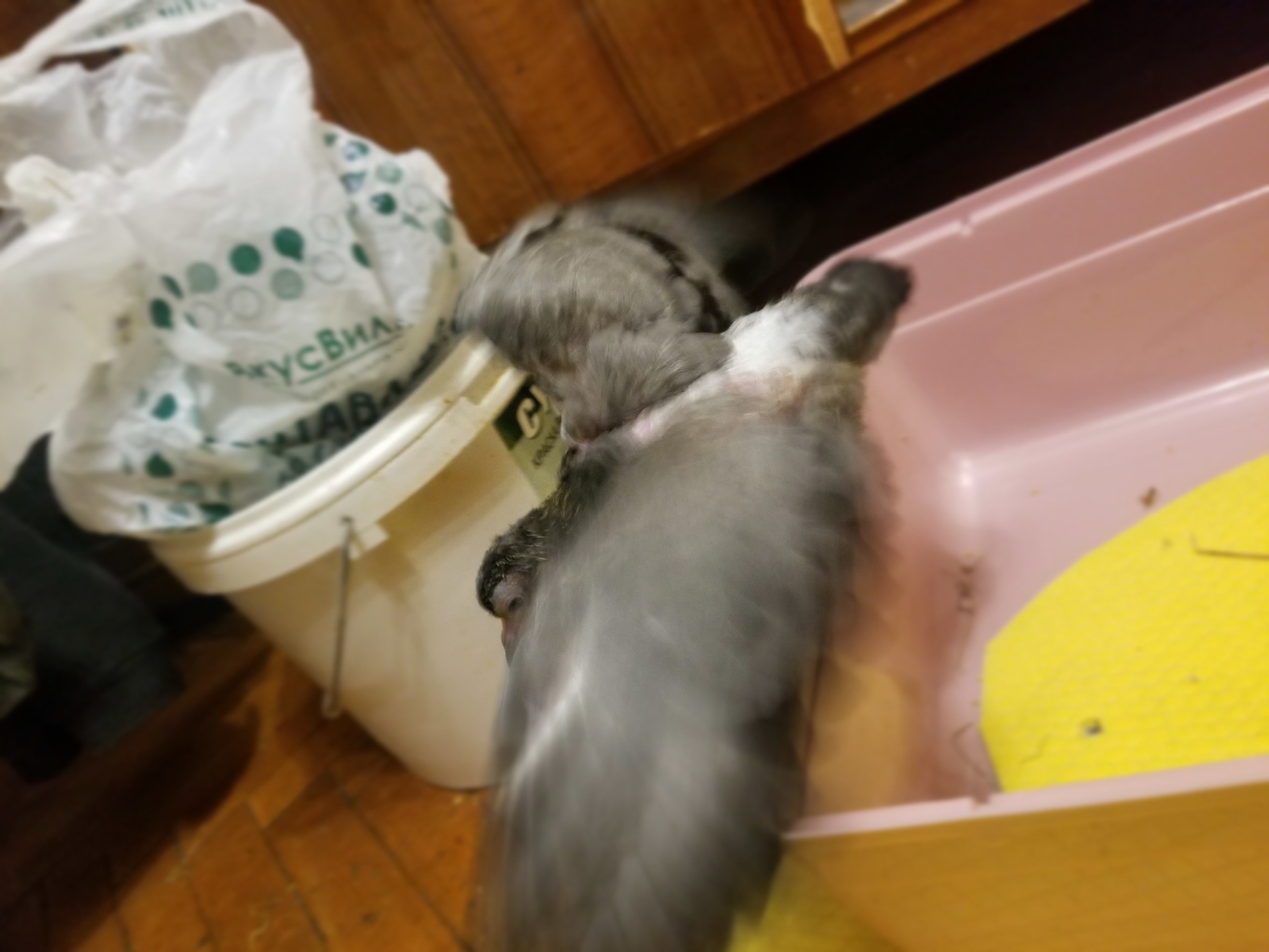 Bird of peace. Part two (and day 4 of caring for a baby pigeon) - My, Ornithology League, Pigeon, Crowned pigeon, Love and pigeons, Foundling, Birds, Chick, Longpost