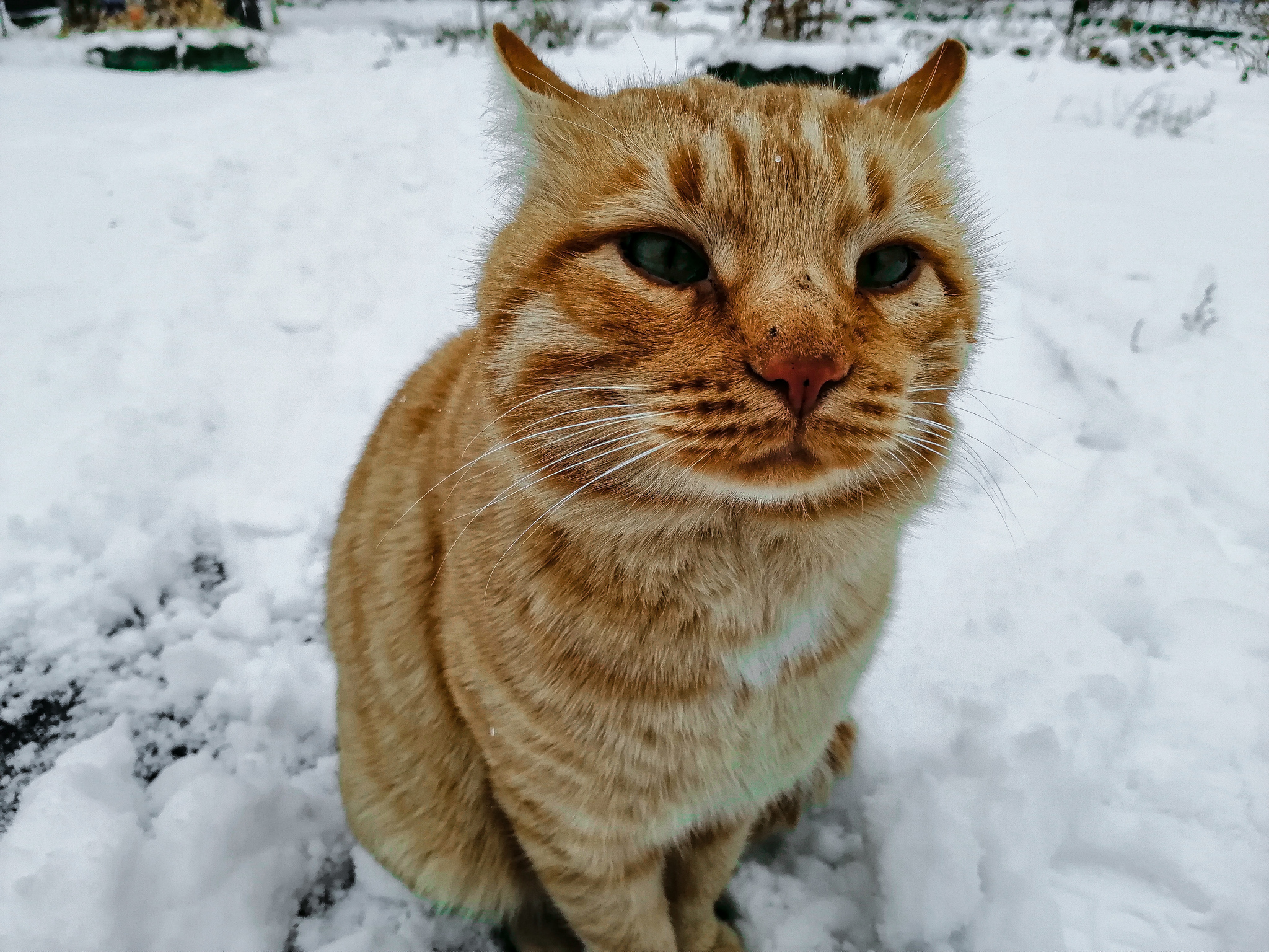 Kotopost - My, Redheads, cat, Winter, The photo, Snow