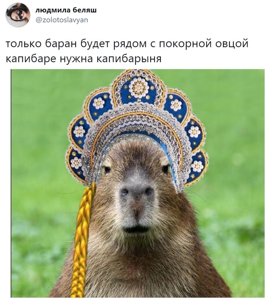 Capybarynya - Capybara, Screenshot, Humor, Kokoshnik