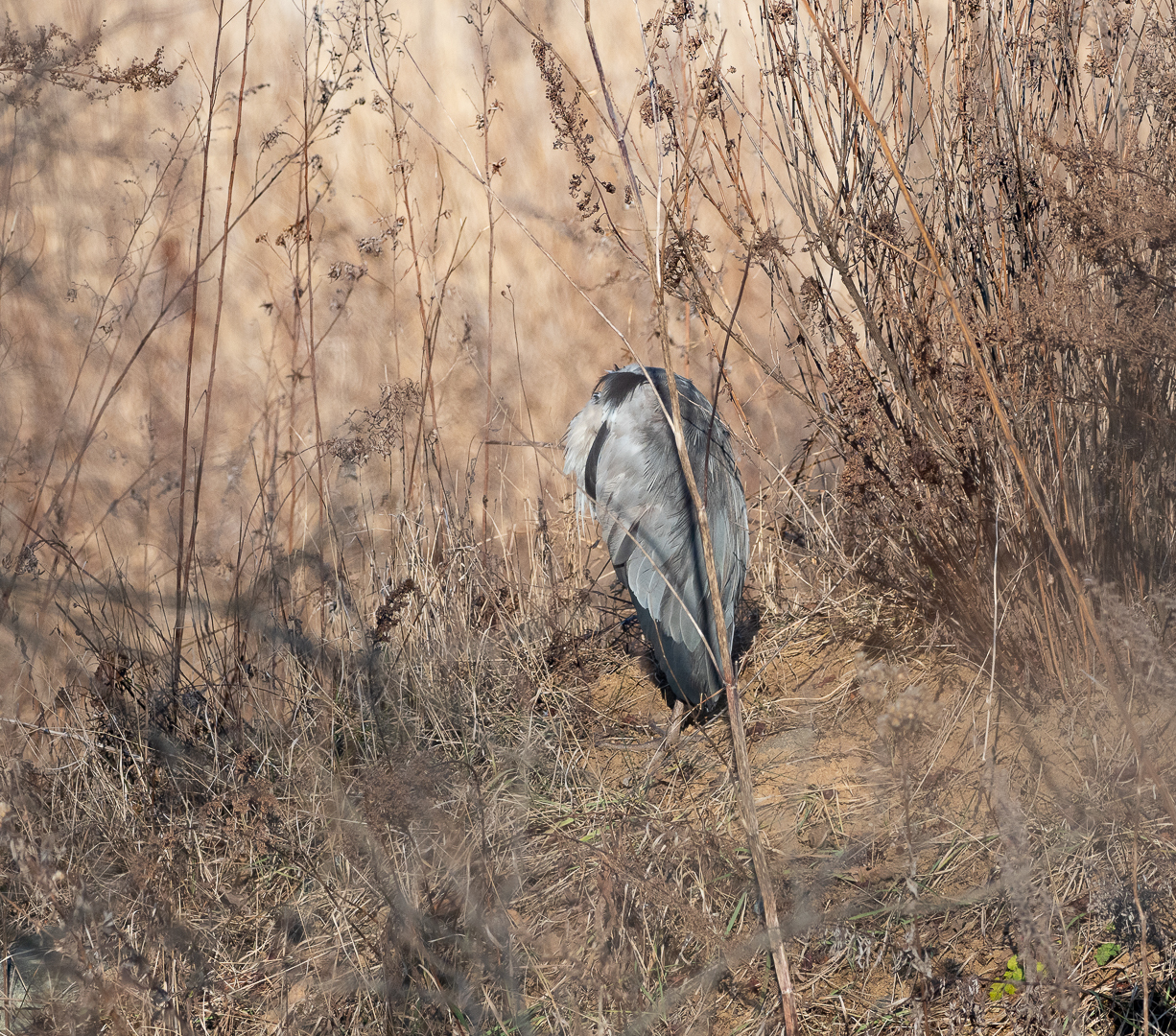 Another victim - My, Birds, Heron, Longpost, Animal Rescue, Negative