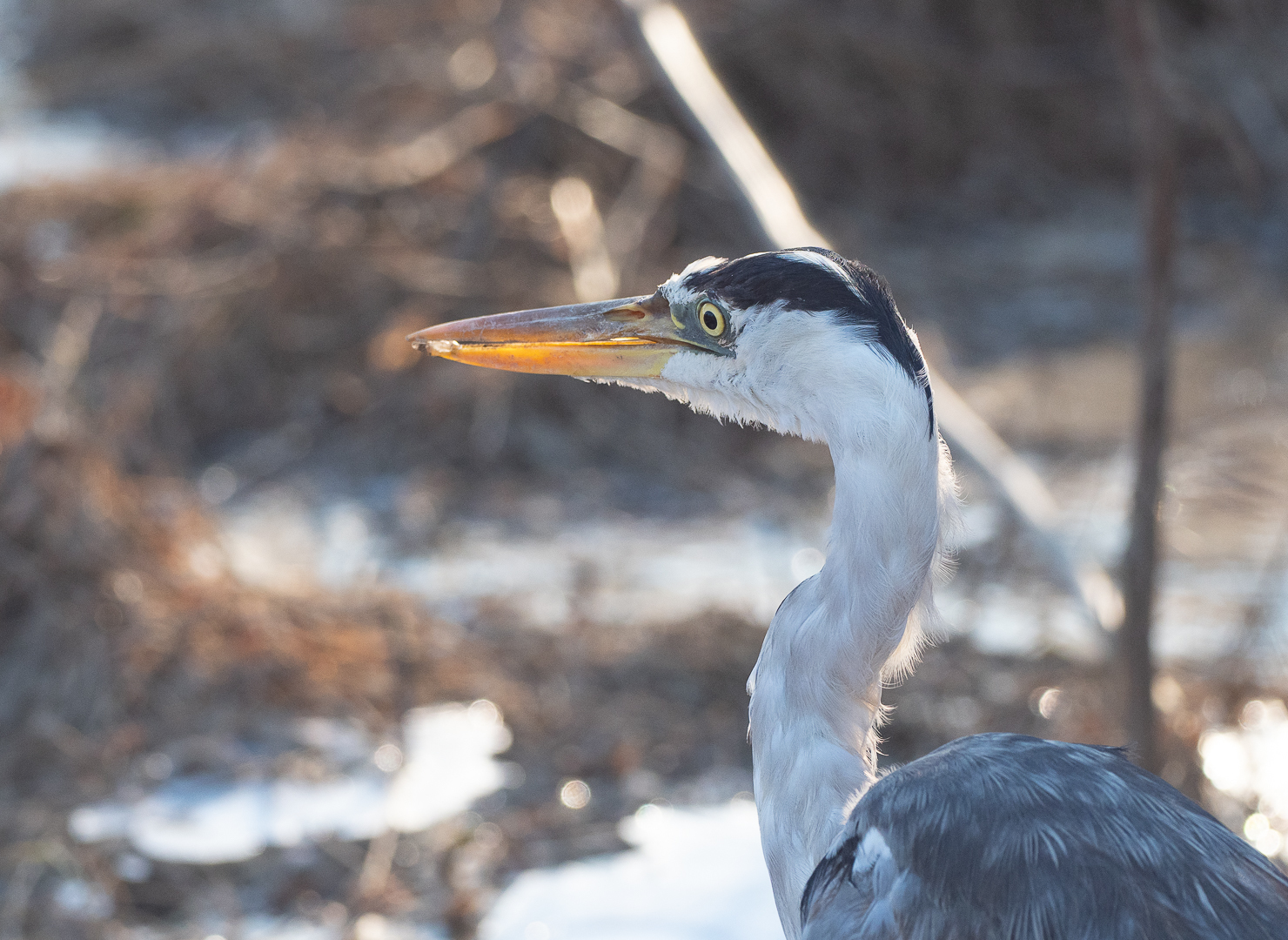 Another victim - My, Birds, Heron, Longpost, Animal Rescue, Negative