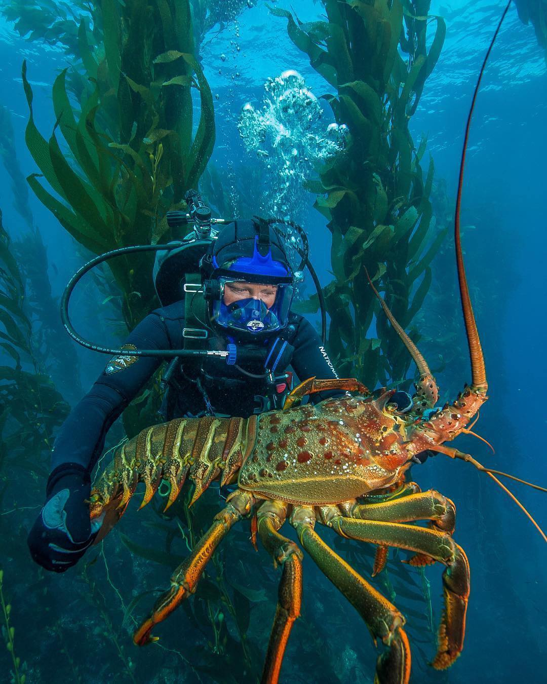 Healthy! - Spiny lobster, Scuba diver, The photo, Underwater photography, Underwater world, Diving