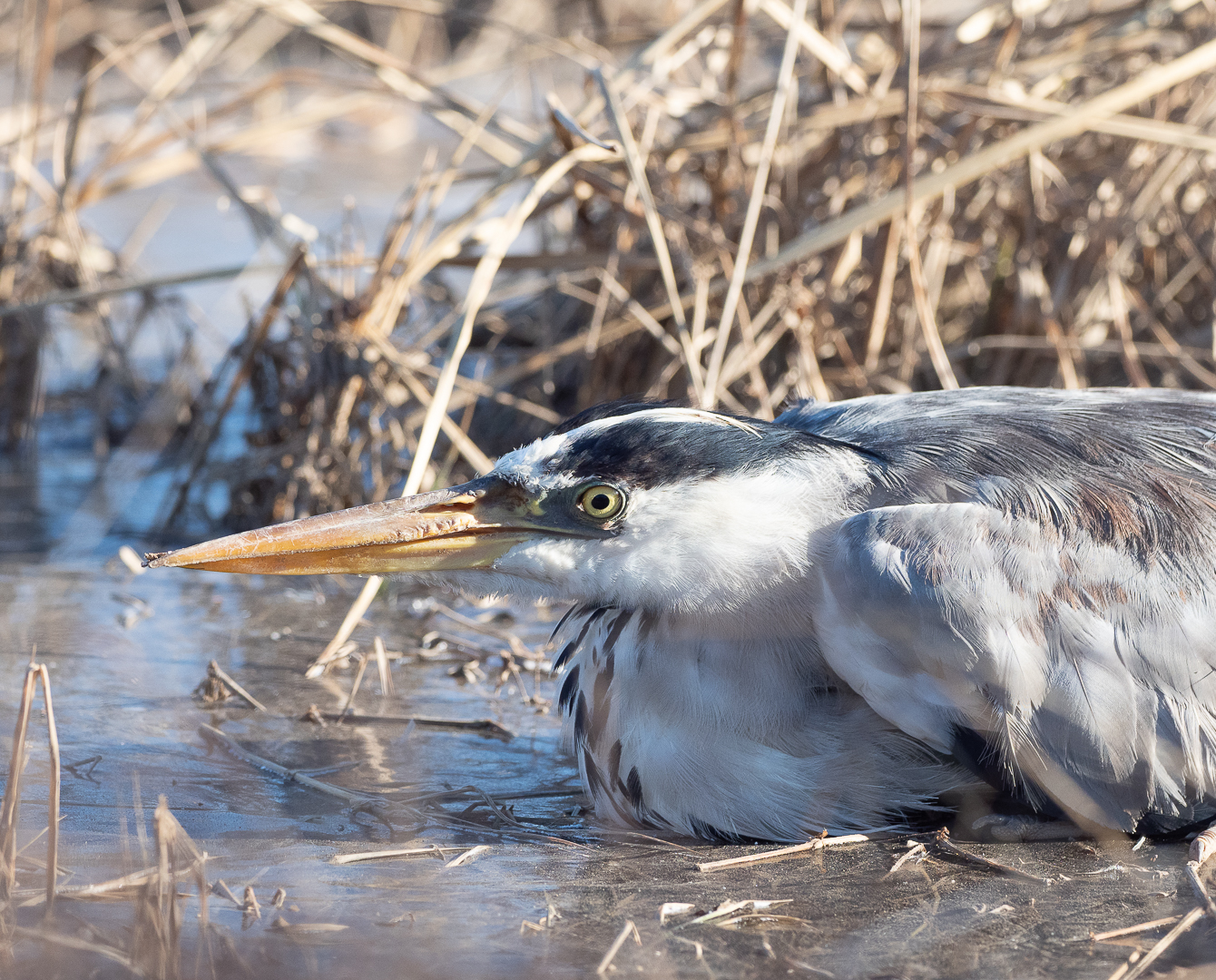 Another victim - My, Birds, Heron, Longpost, Animal Rescue, Negative