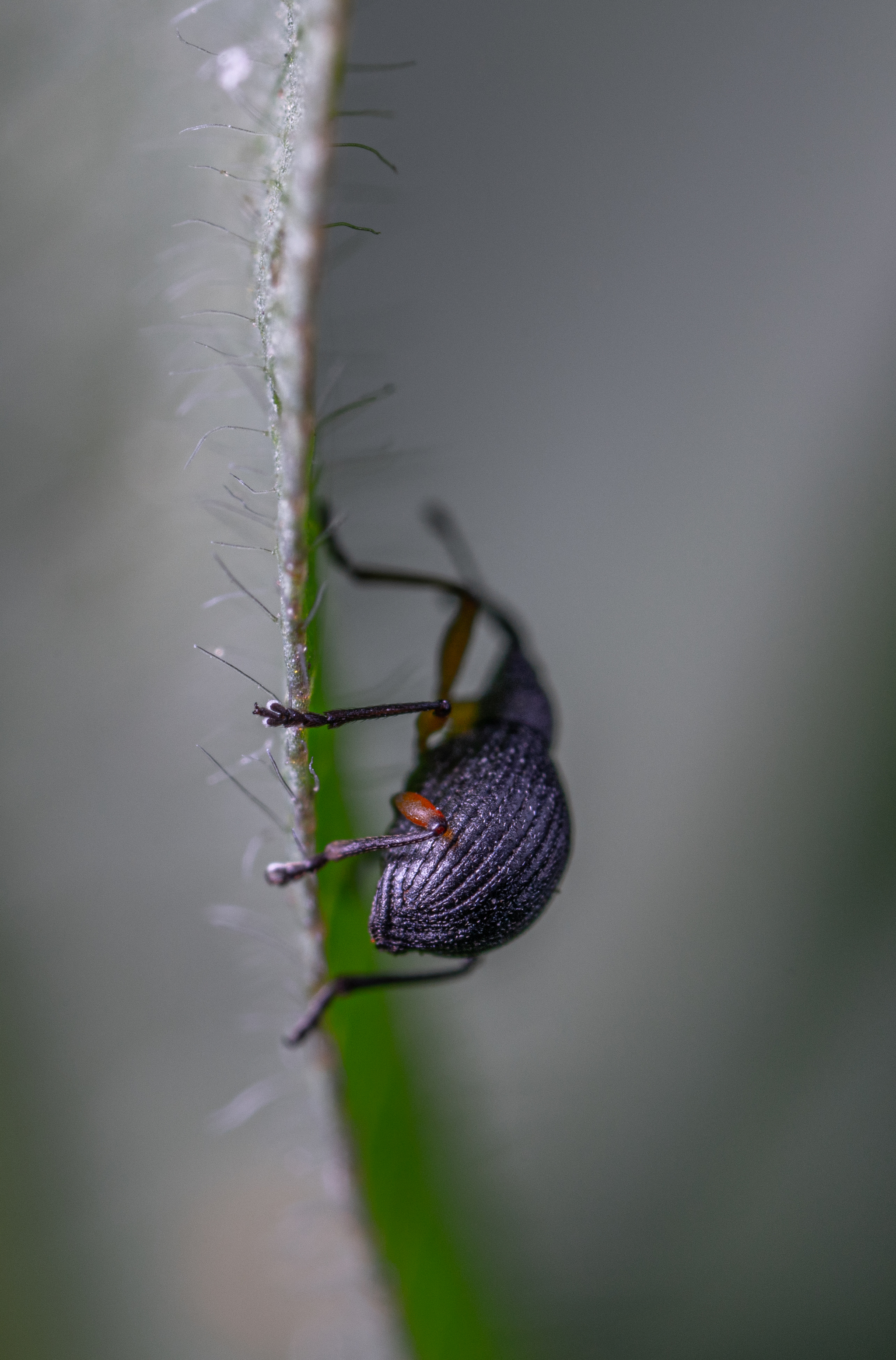 November selection of my macro photos - My, Macro photography, Insects, Arachnids, The photo, Longpost