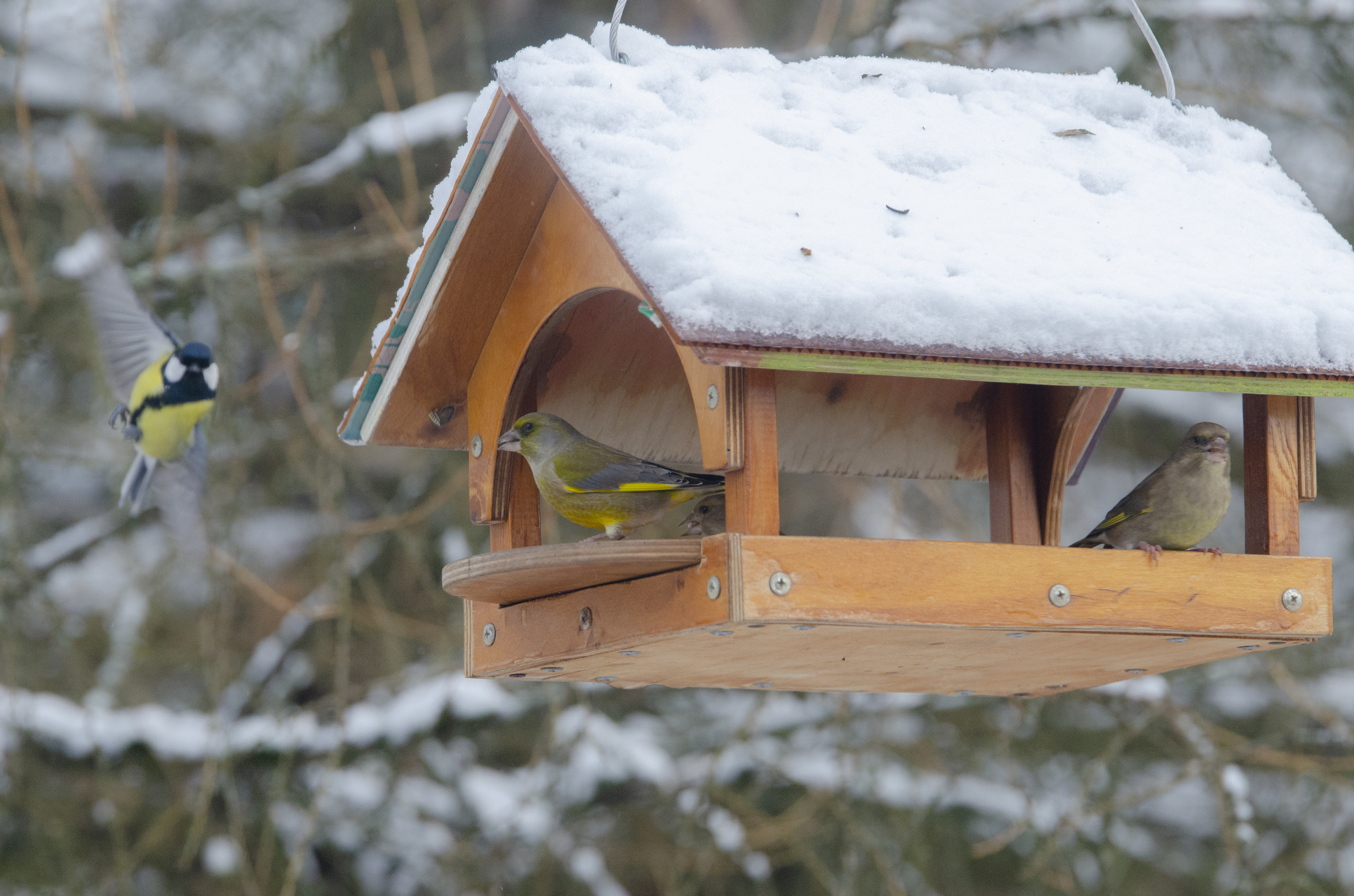 Birds - My, Birds, Nature, Trough, Winter, Longpost