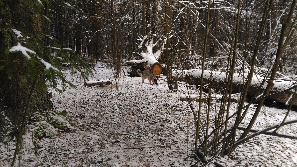 Walking with dogs - My, Dog, Pets, Forest, Nature, Weather, cat, Friday, Deadwood, Pond, Beer, Longpost