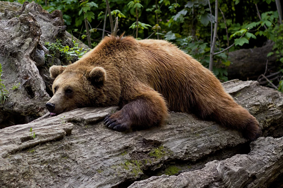 7 features from the life of bears that may surprise you - The Bears, wildlife, Longpost