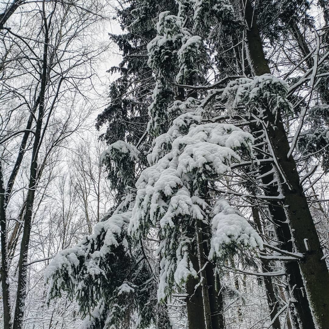 Bitsevsky forest - My, Winter, Forest, Longpost