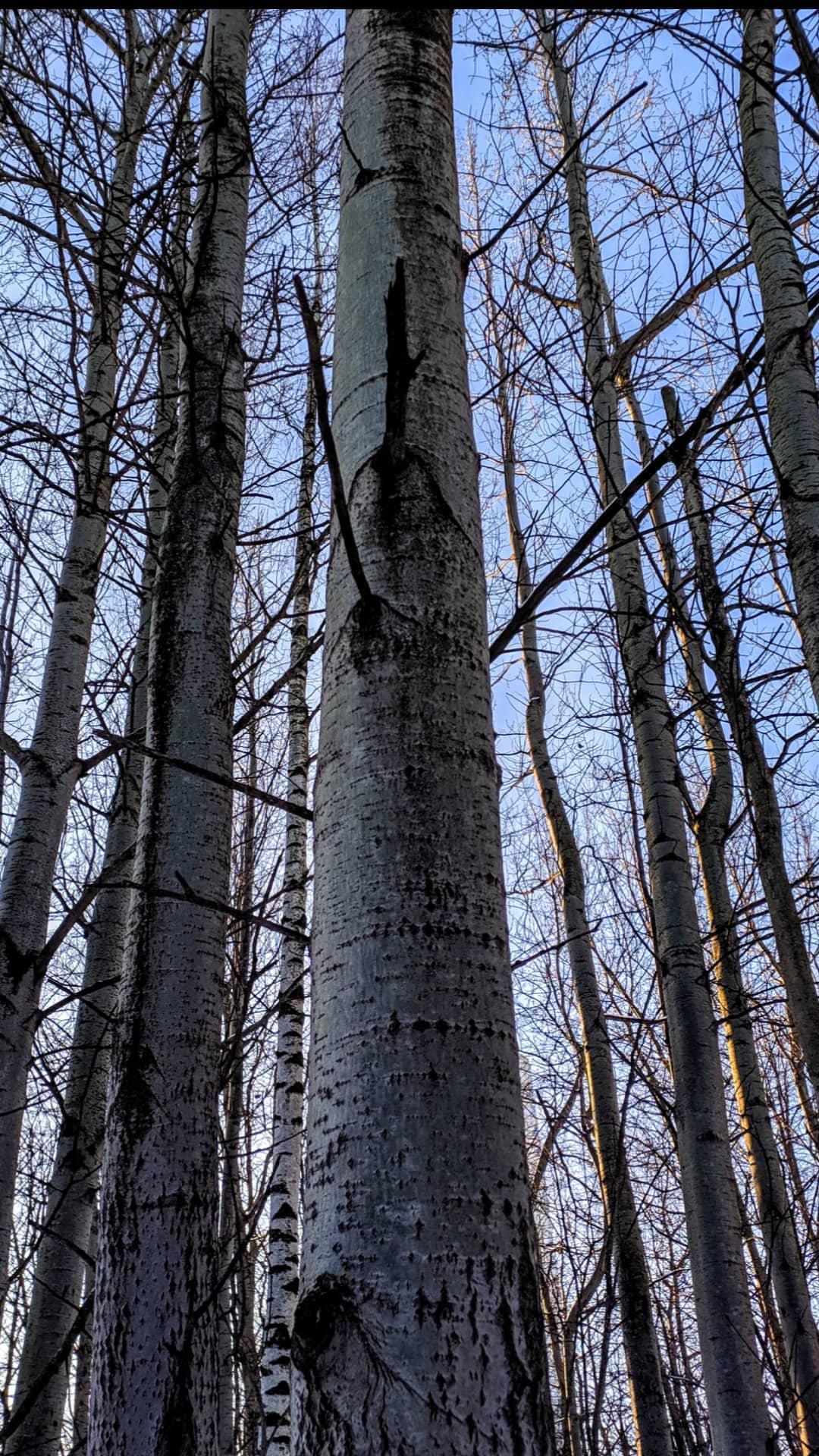 Bitsevsky forest - My, Winter, Forest, Longpost