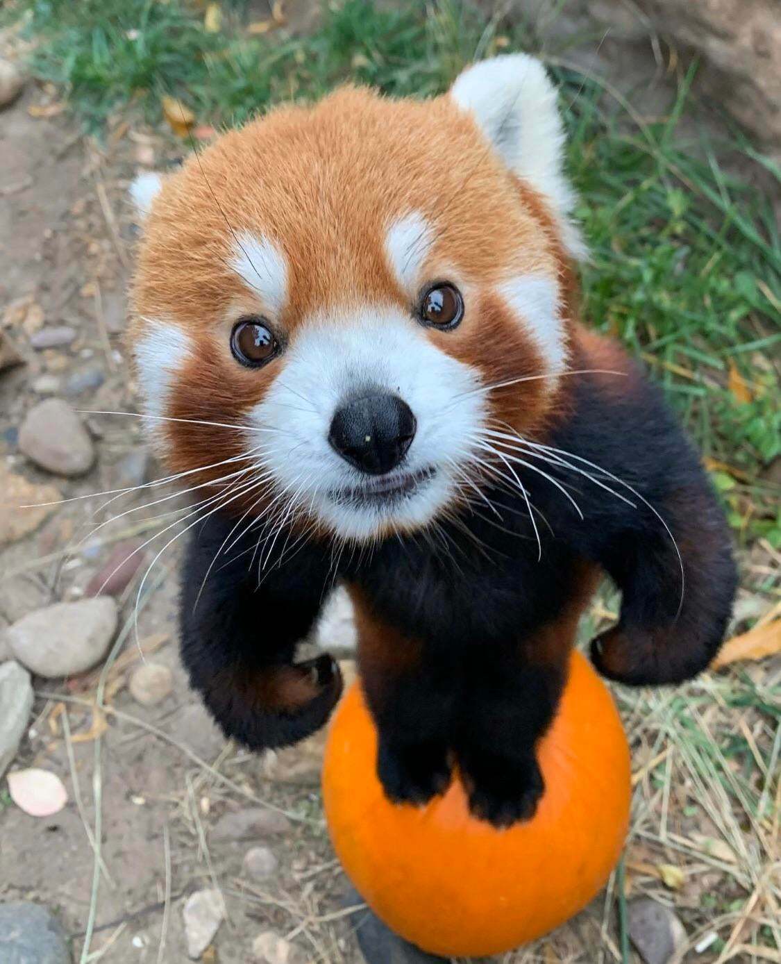 Well, repeat what you said there? Am I not a panda? - Milota, Red panda, Animals