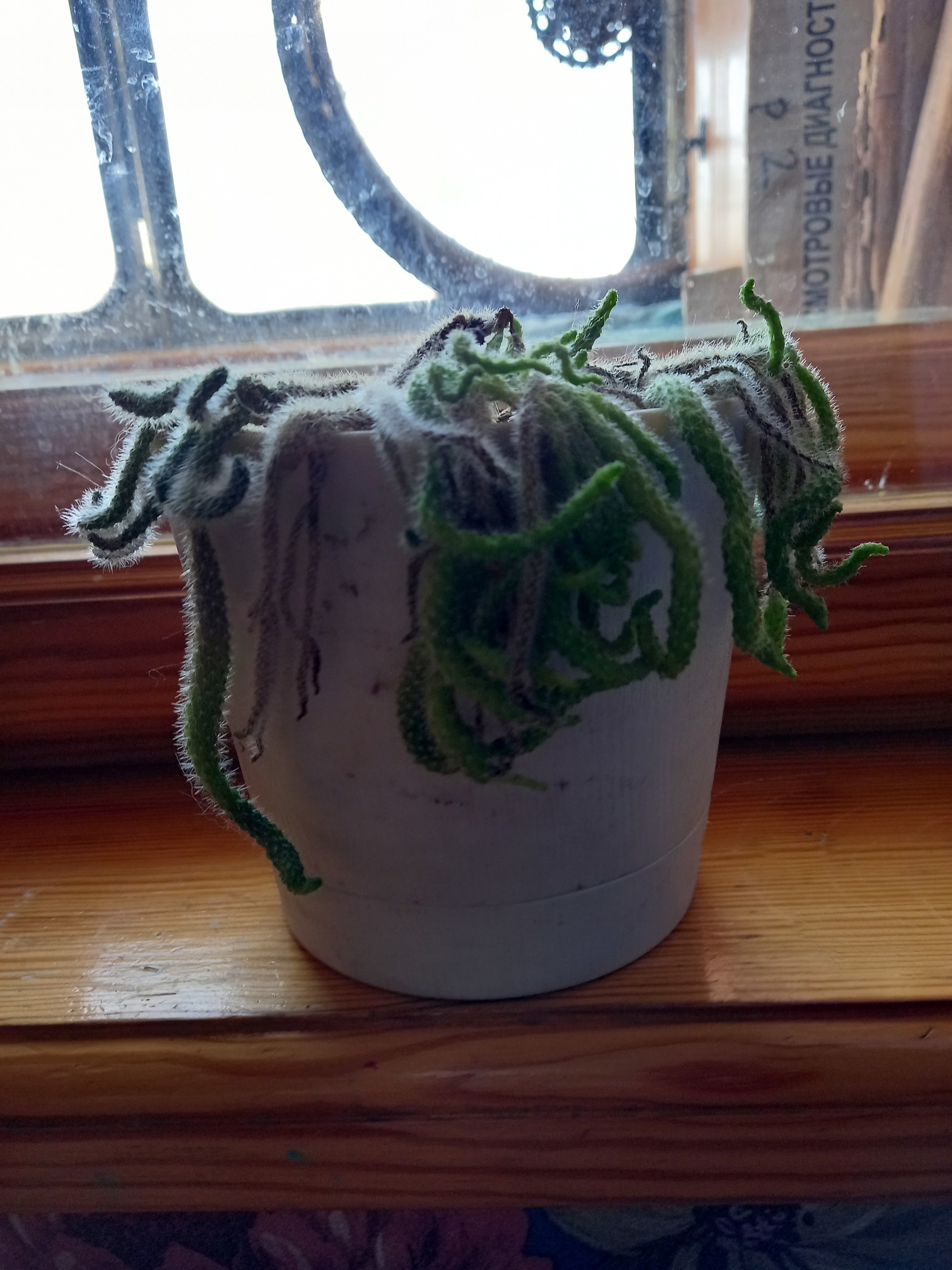 What to do with a cactus? - My, Cactus, Plants, Longpost